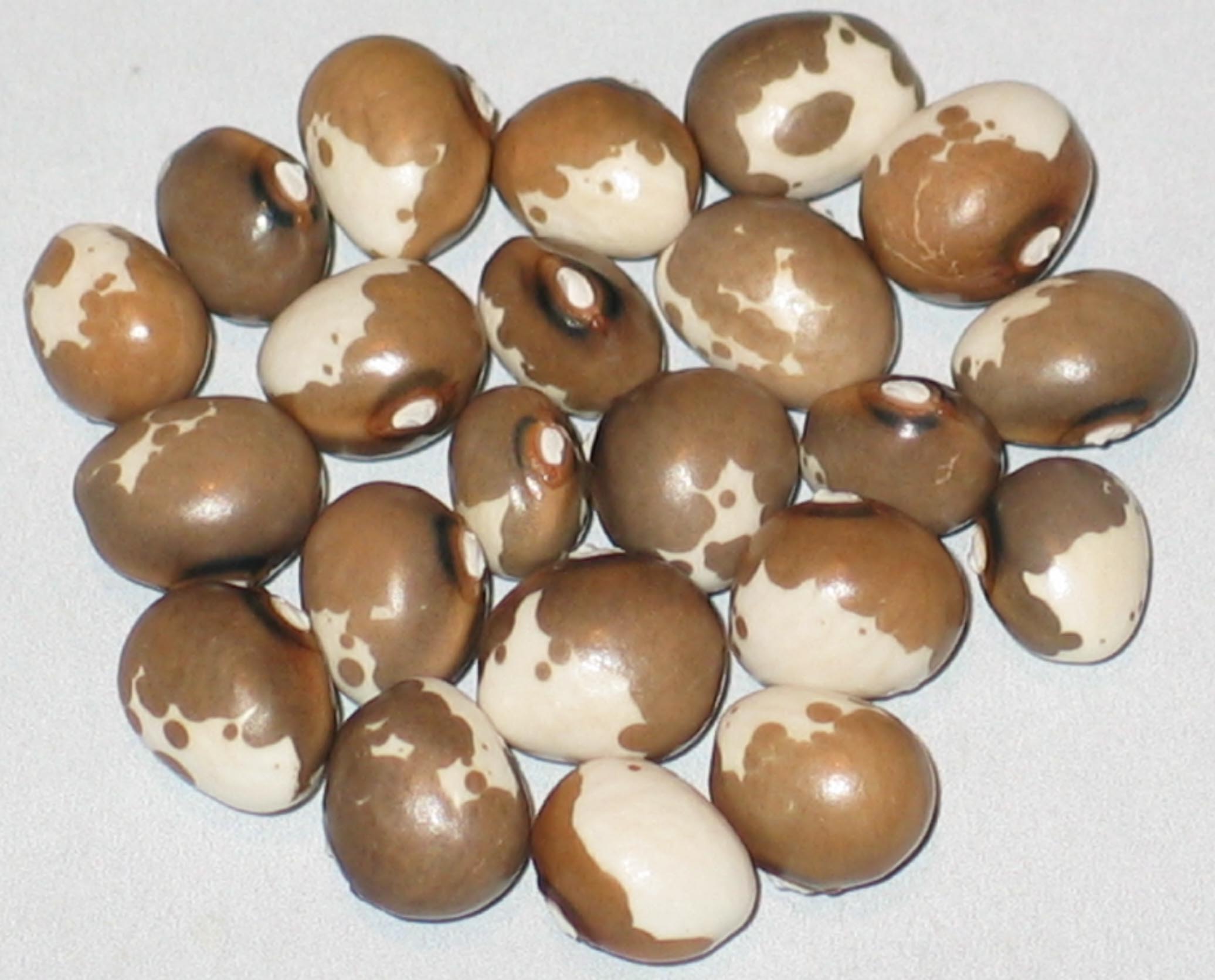 image of Monachine beans