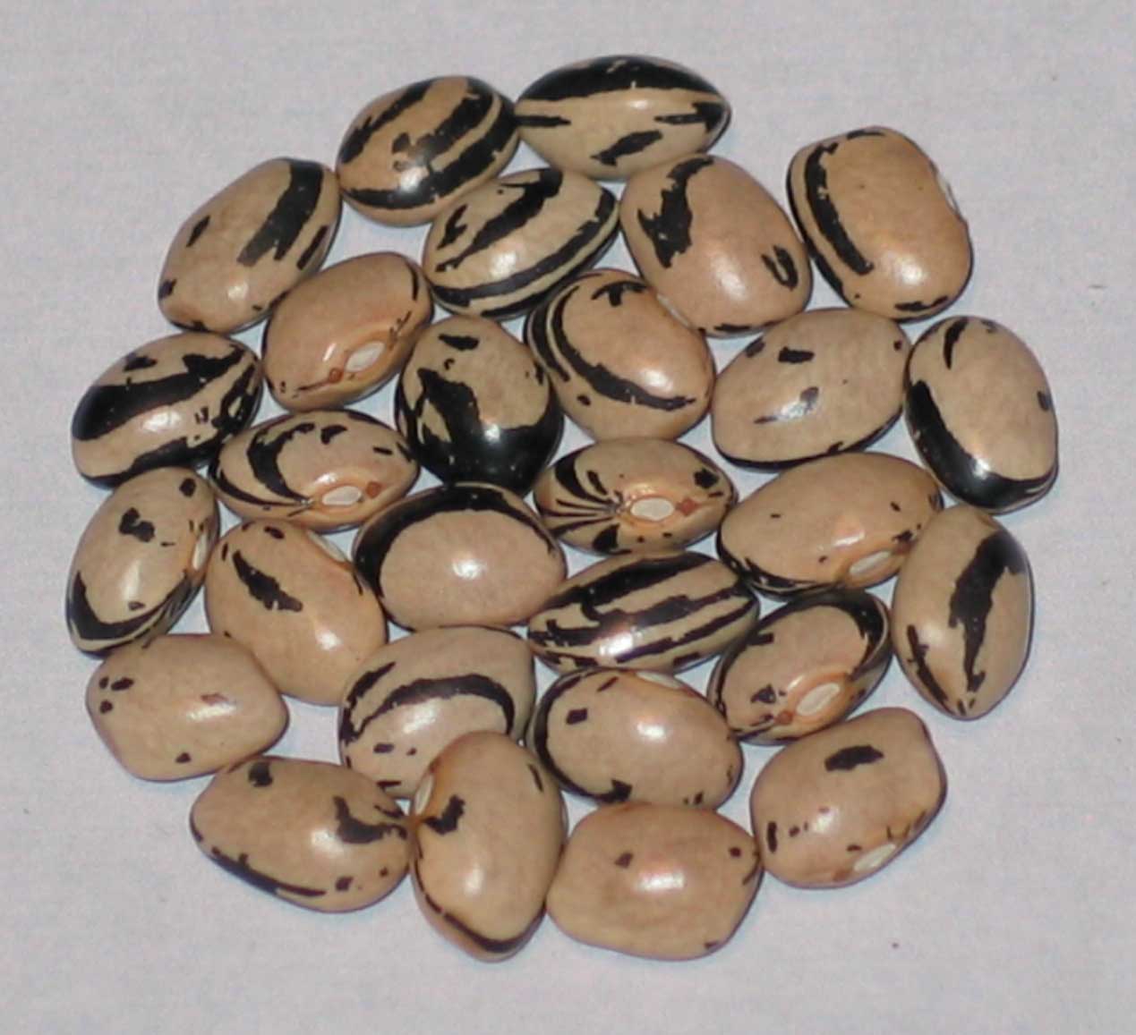 image of Mother Earth beans