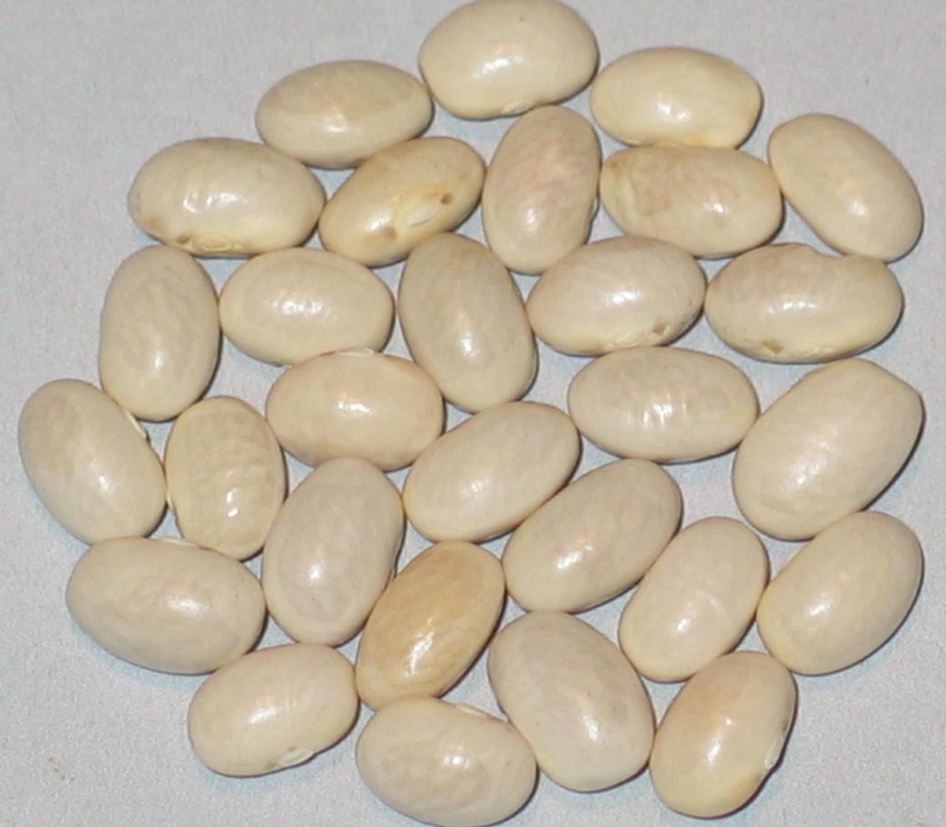 image of Moutain White Half Runner beans
