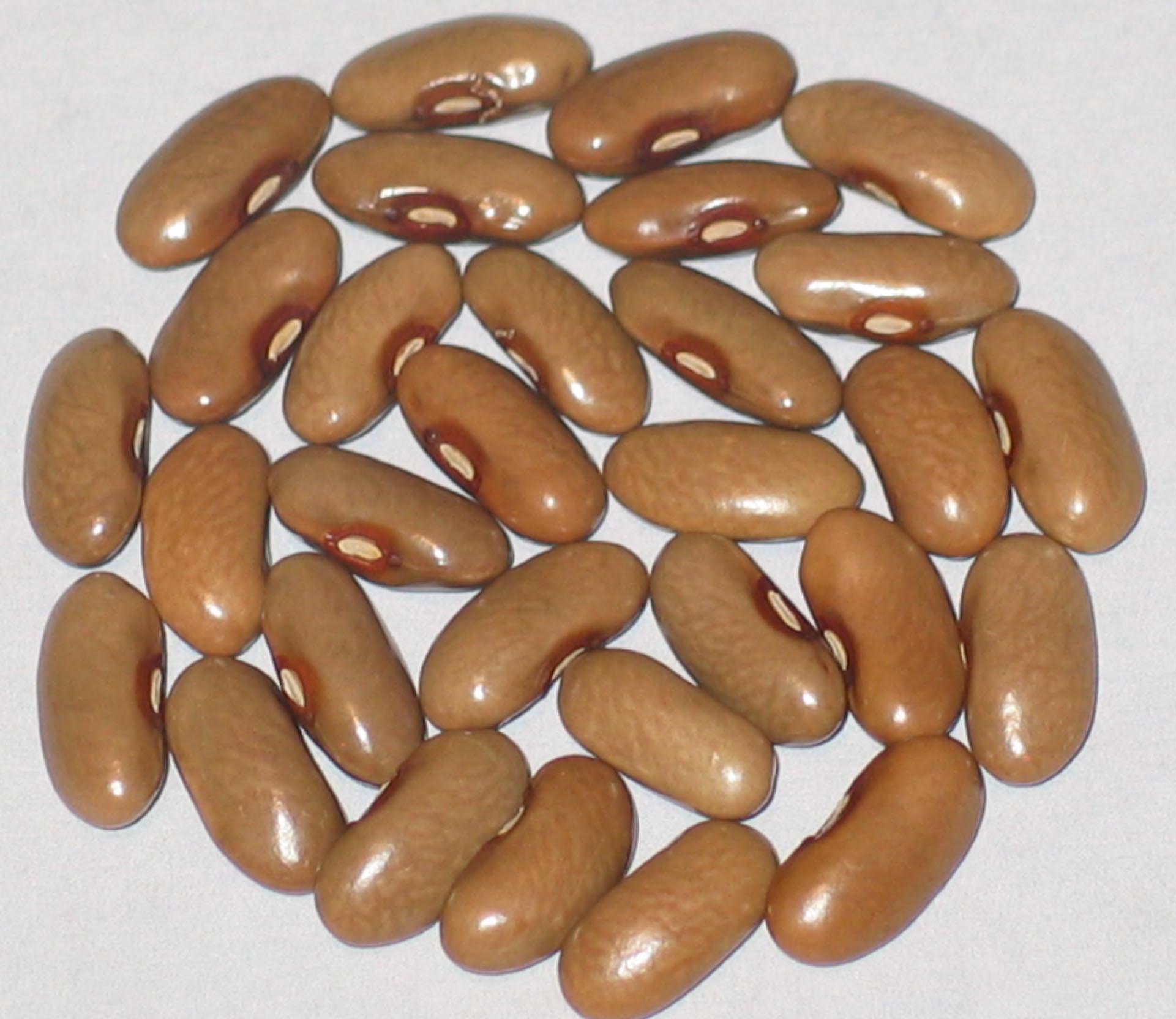 image of Mr. Tung beans