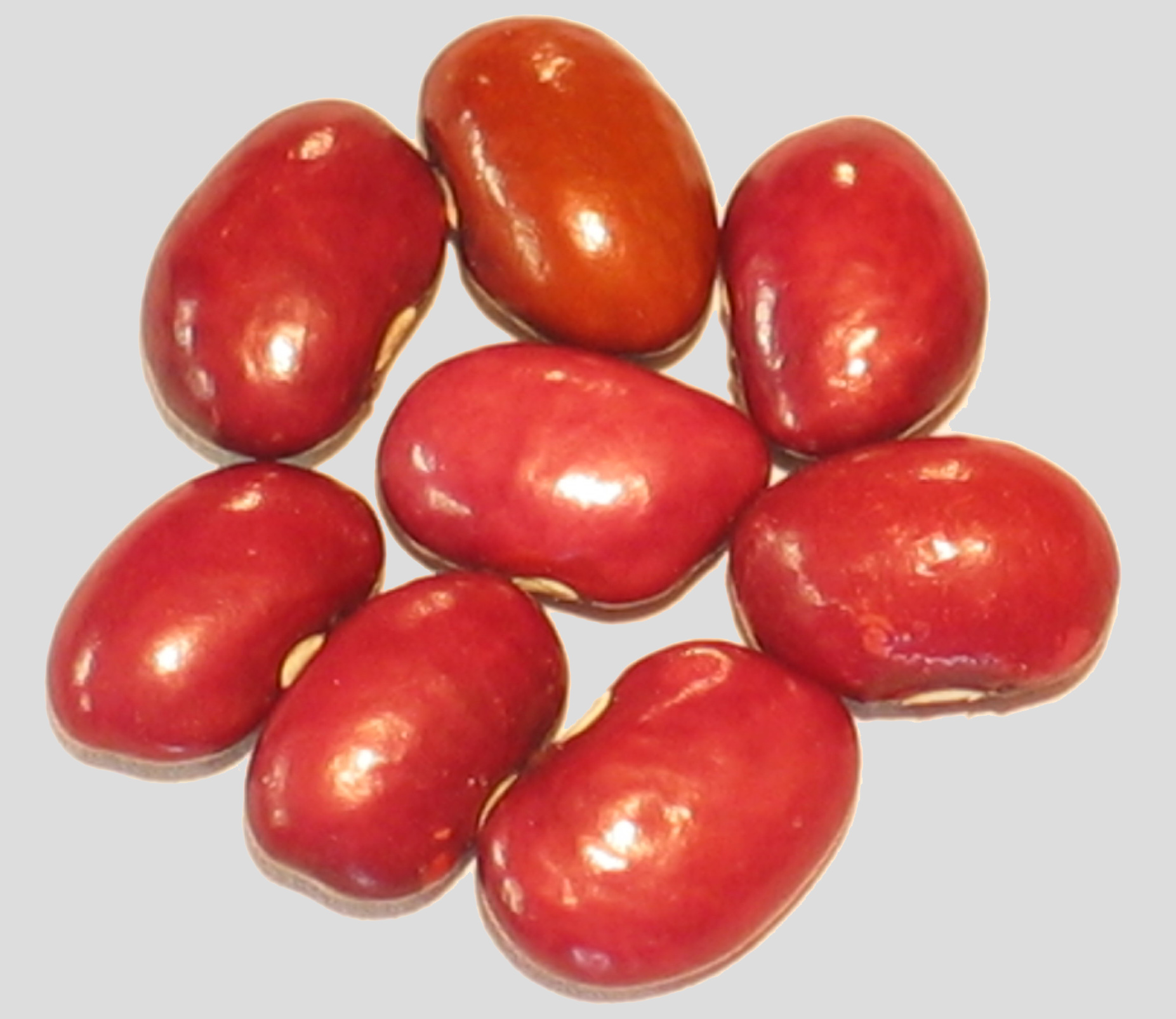 image of Mt. Pima Plum beans