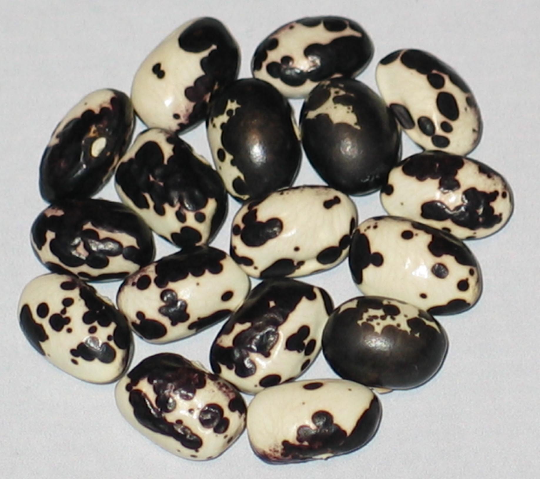 image of Munachedda Nera beans