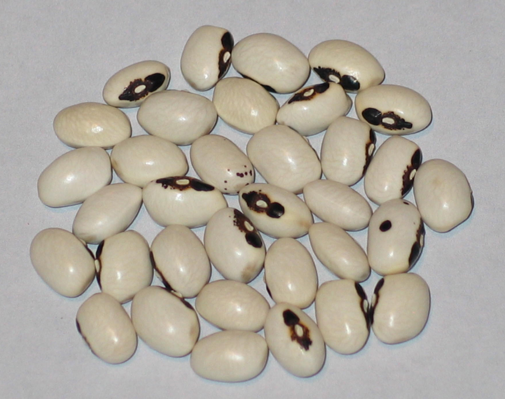 image of Munachedda Nera Cross Beans