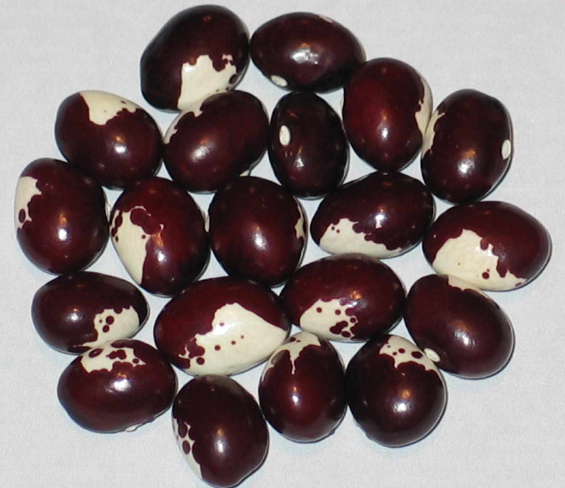image of Munachedda Rossa beans