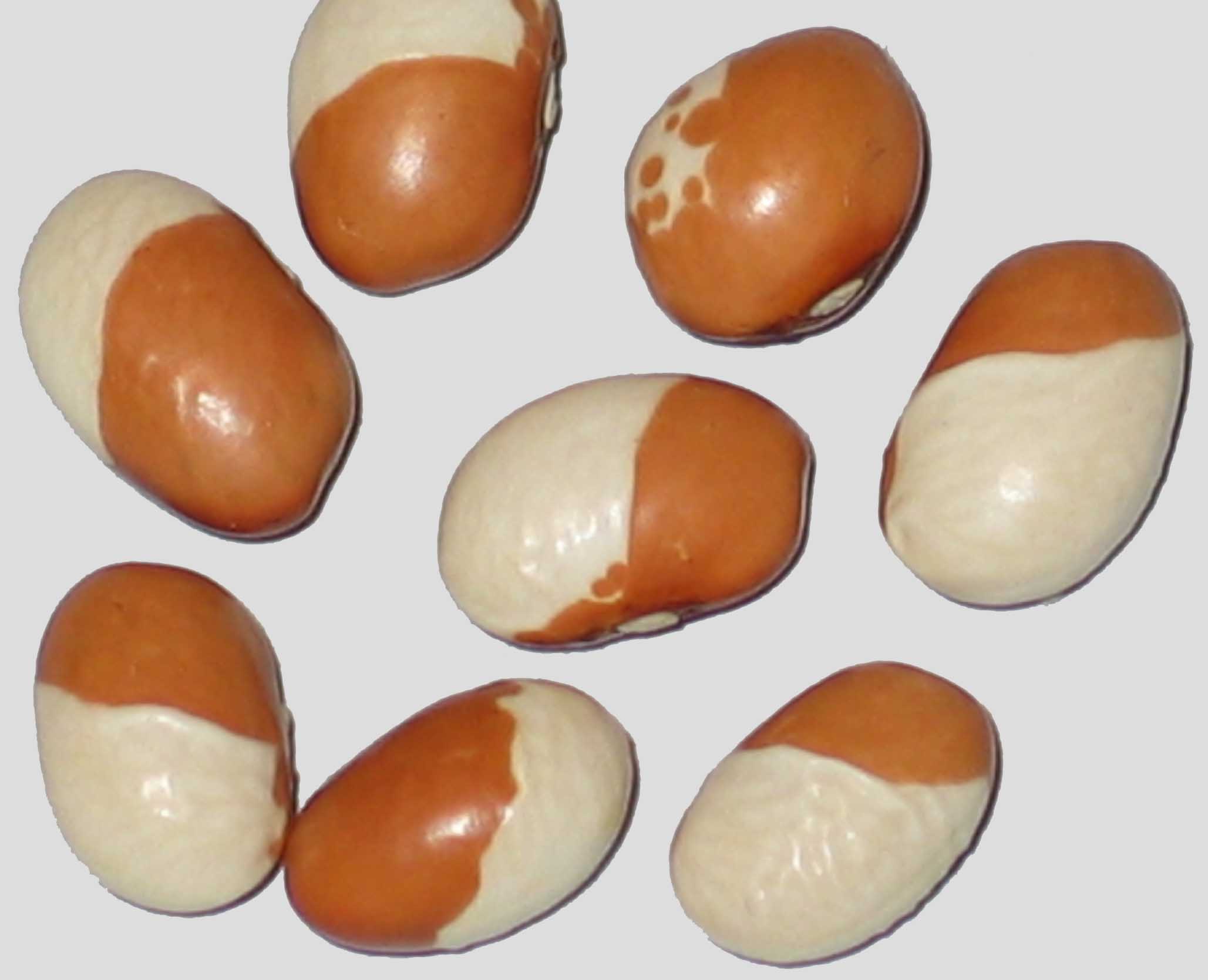 image of Munachedda Pale beans