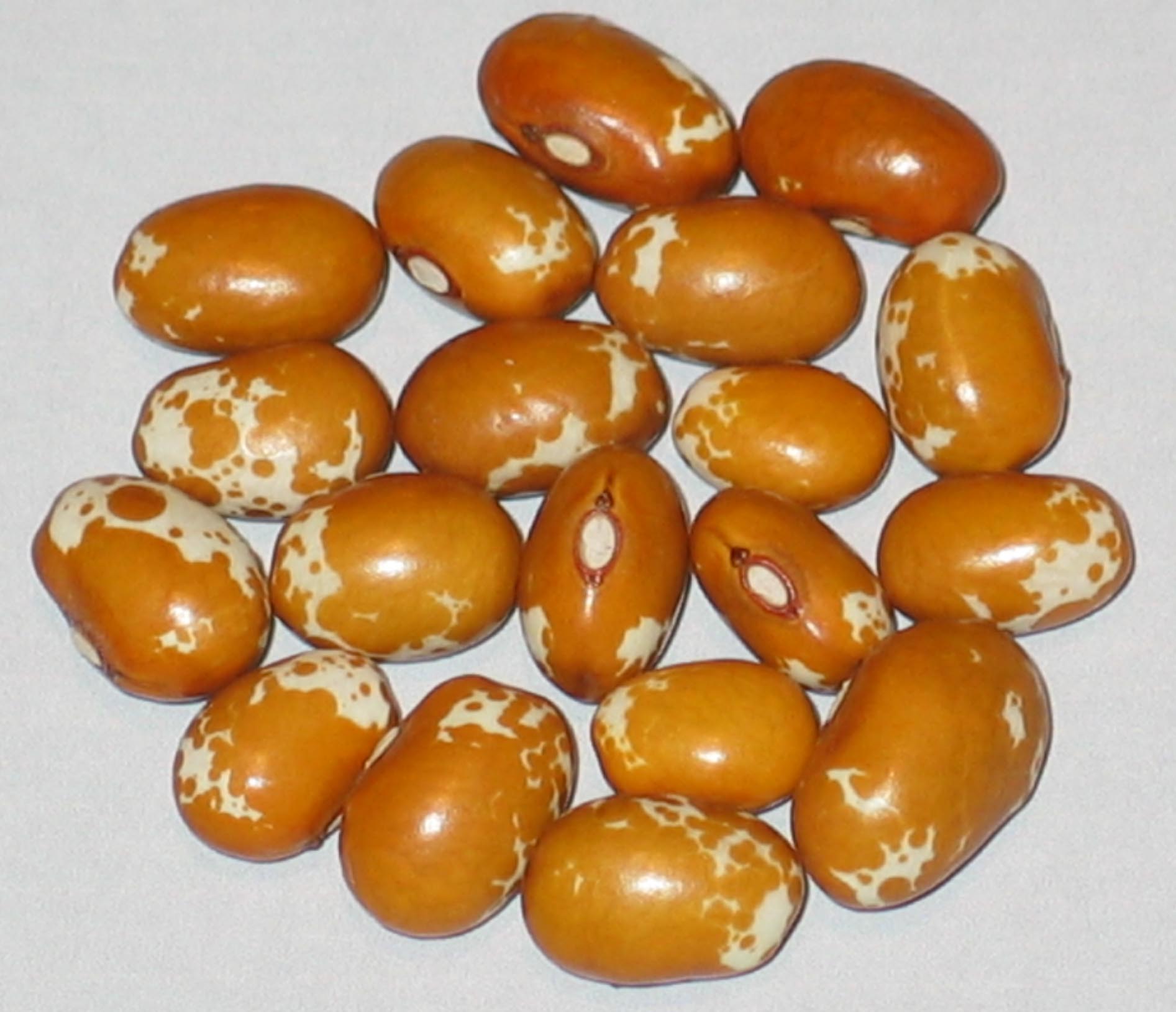 image of Muschio Giallo beans