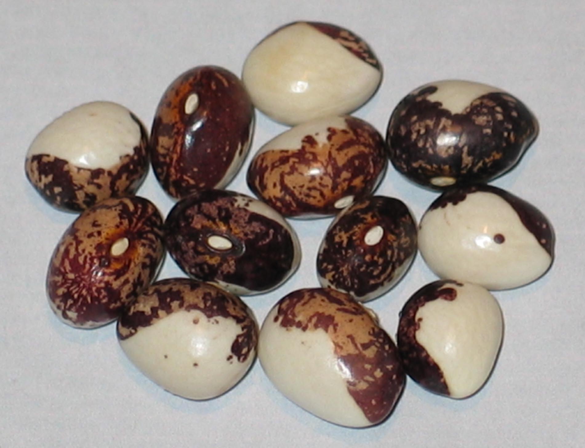 image of Mutazione Tuvagliedda beans