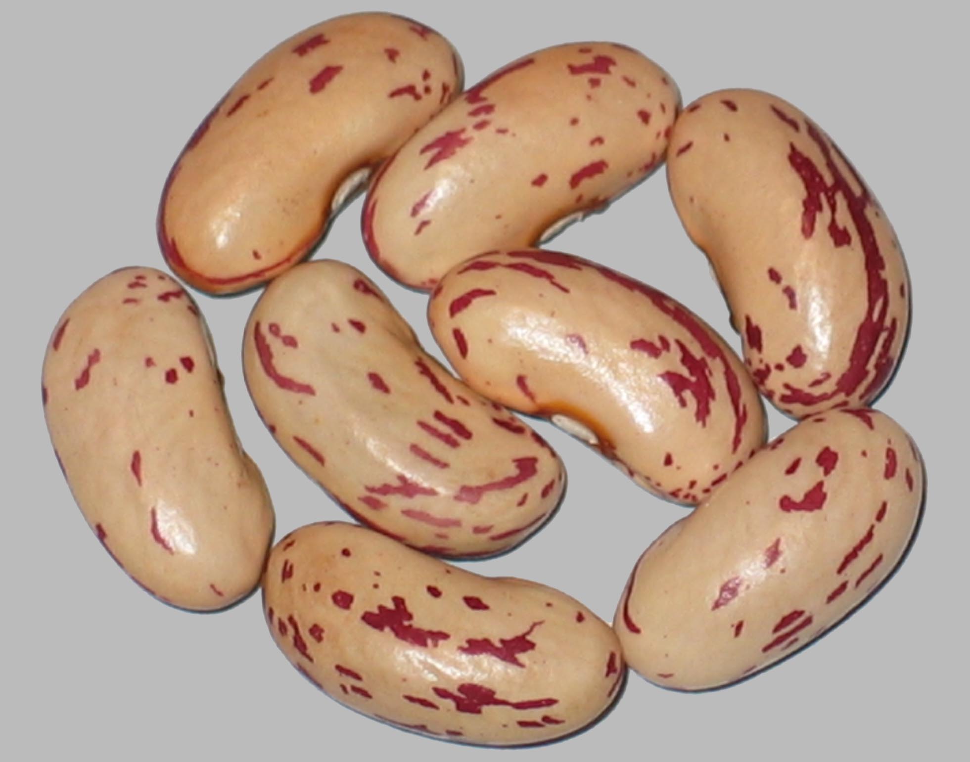 image of Nagafzura beans