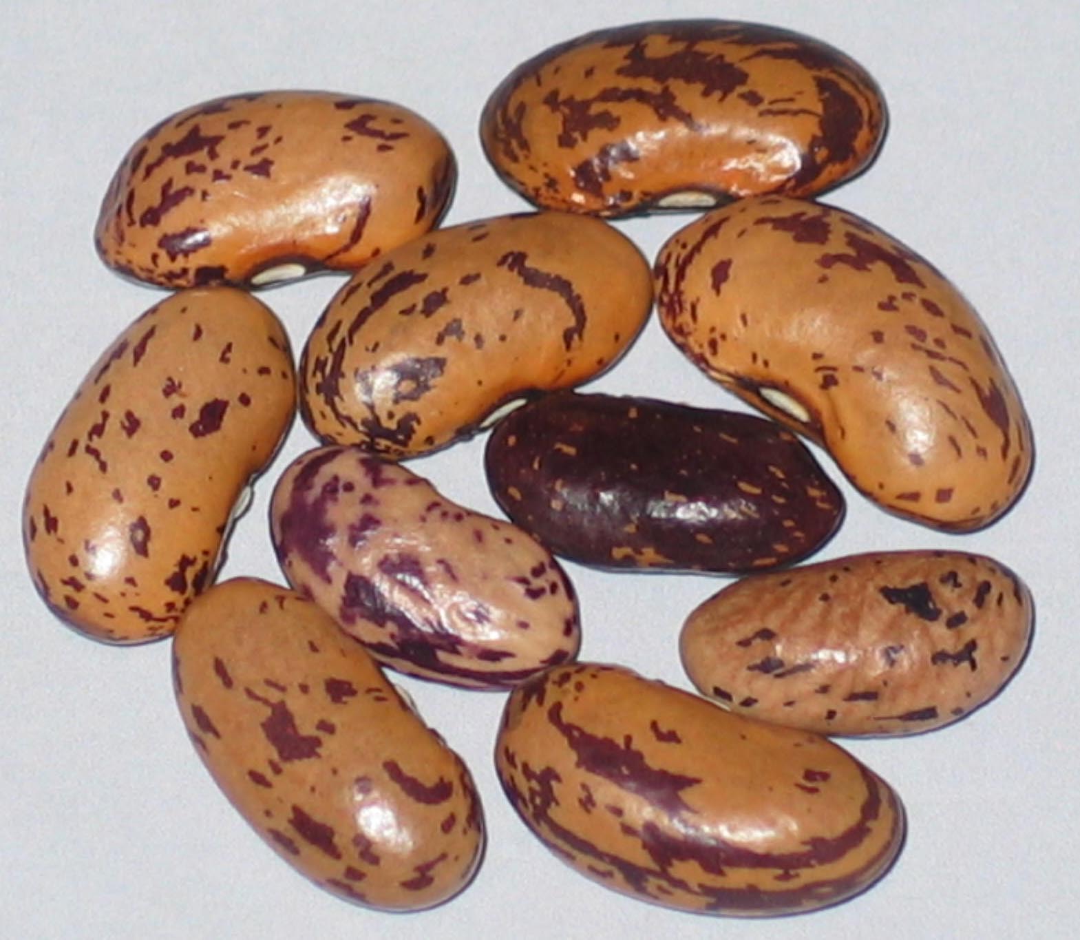 image of Nagafzura beans