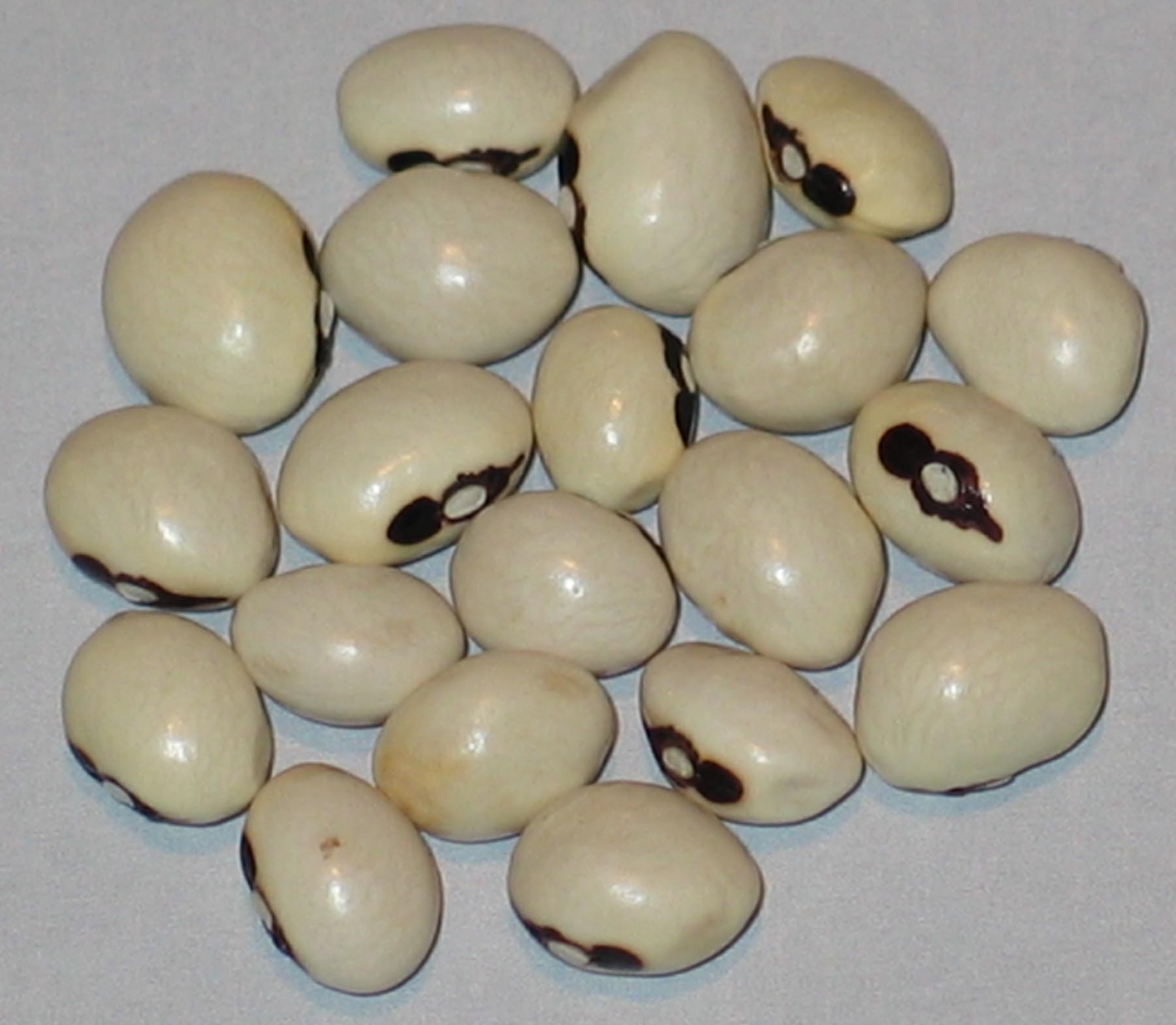 image of Nasieddu beans