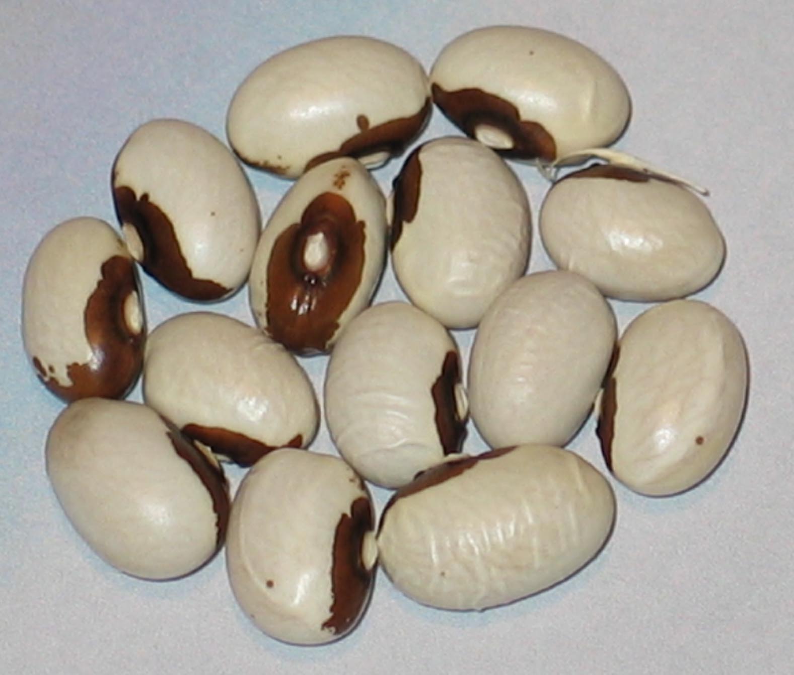 image of Nasieddu Marrone beans