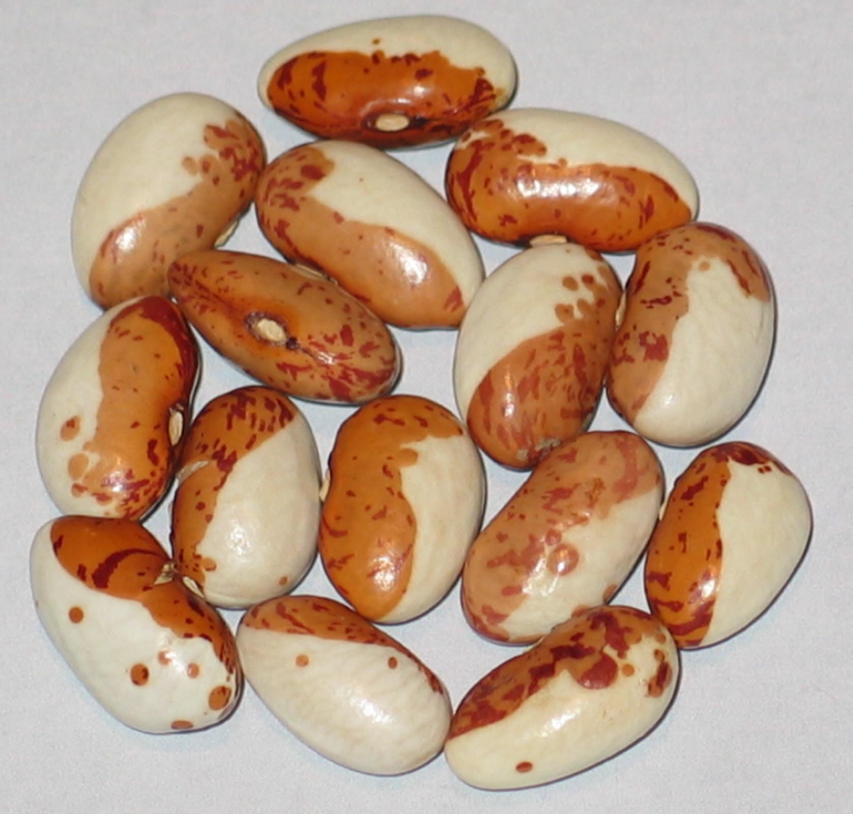 image of Nasieddu Pansaredda Beans