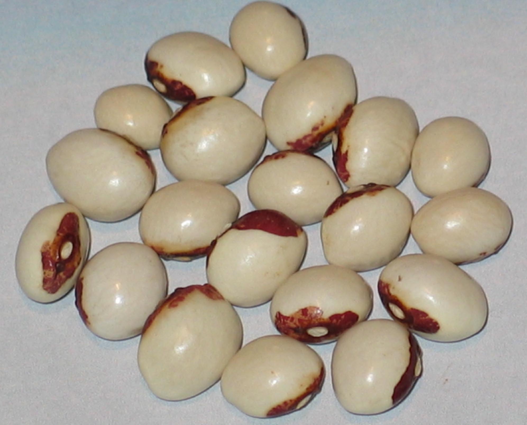 image of Nasieddu Rosso beans