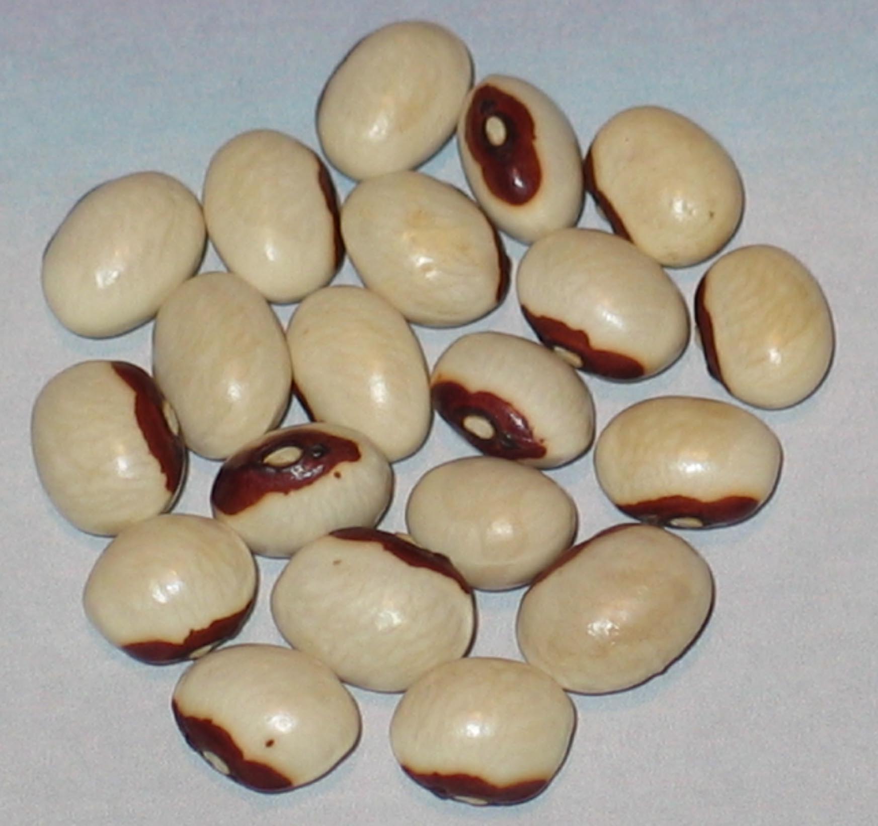 image of Nasieddu Viola beans
