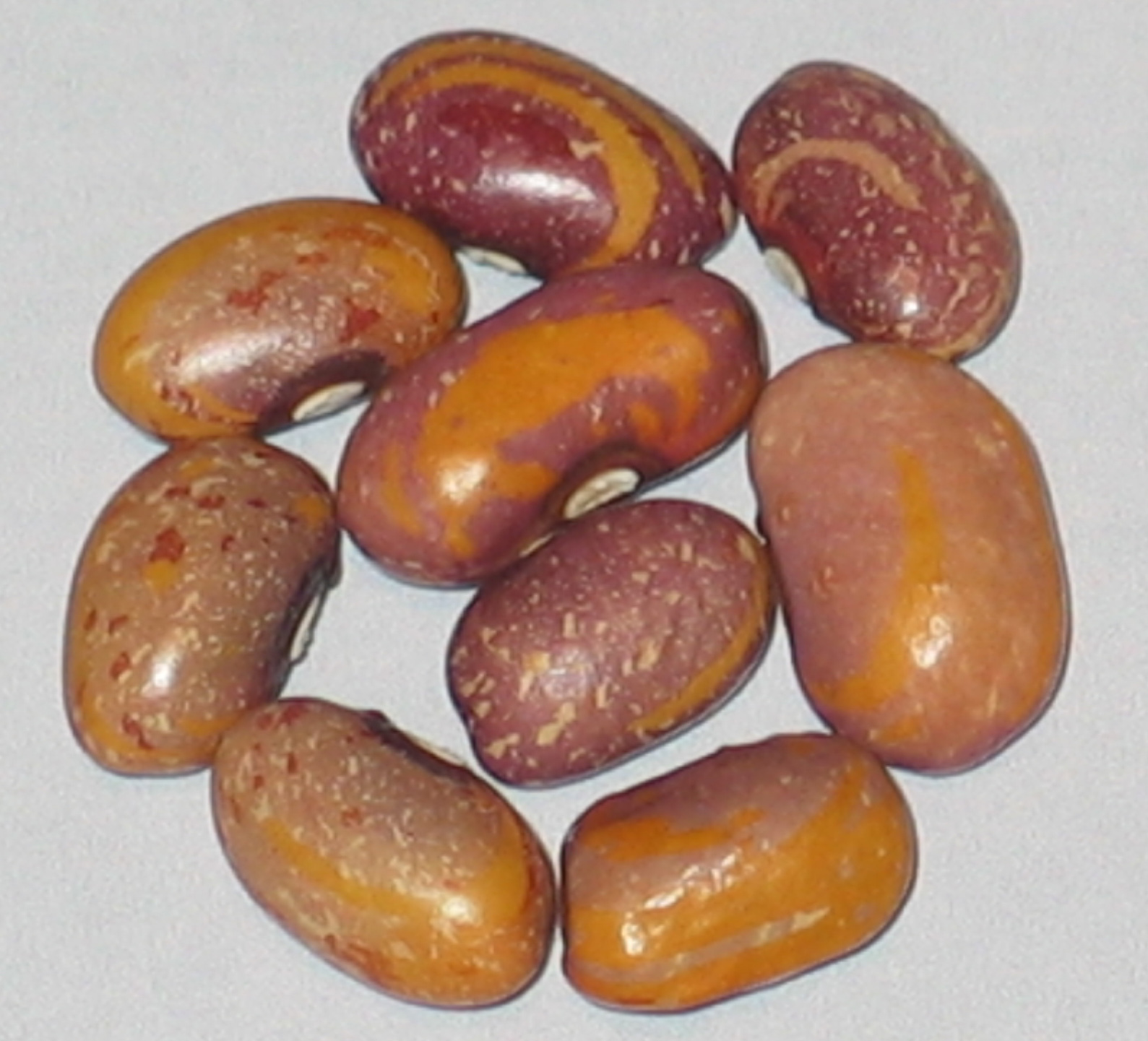 image of Nebraska Sunset beans