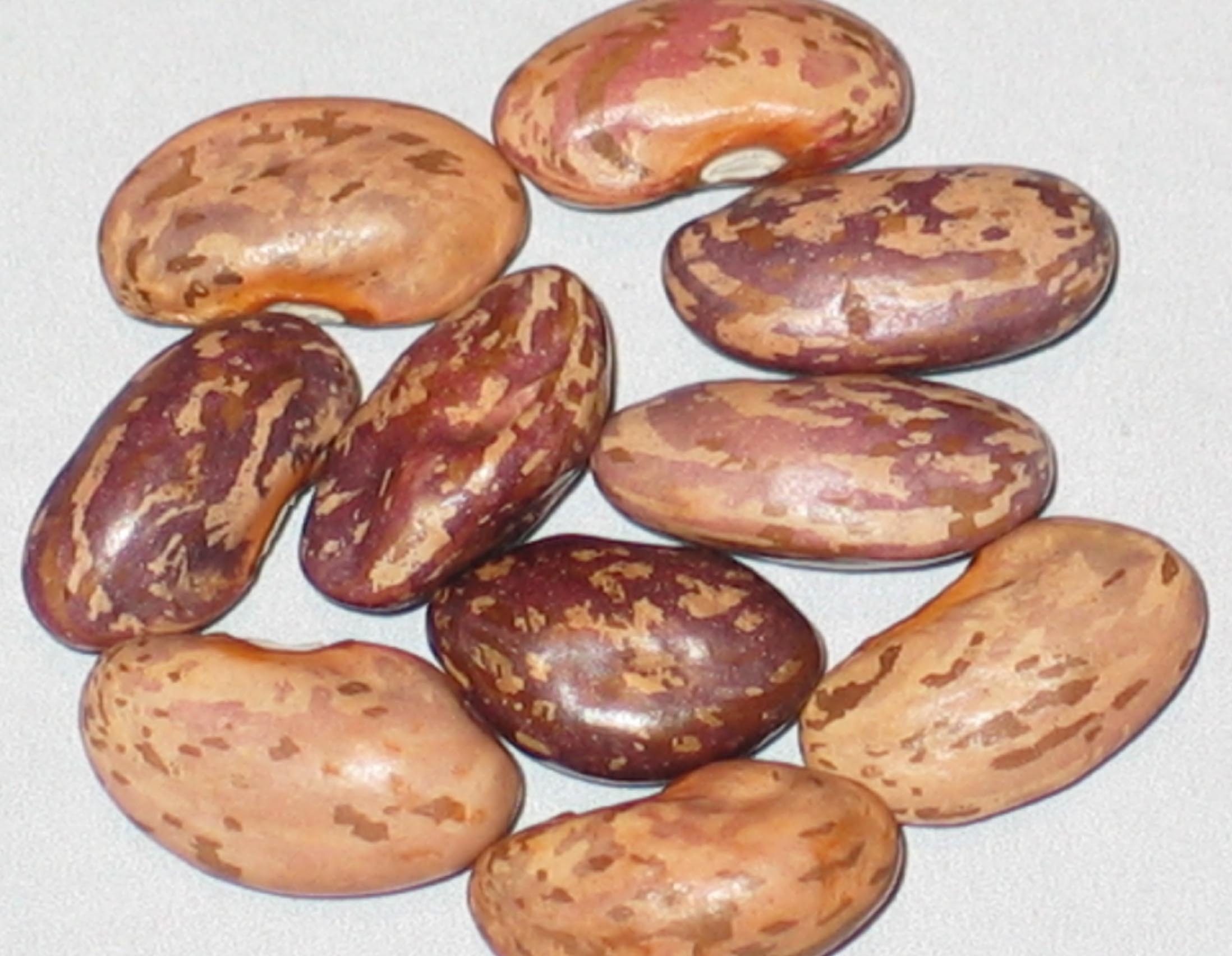image of No Name WB-PKT #32 beans