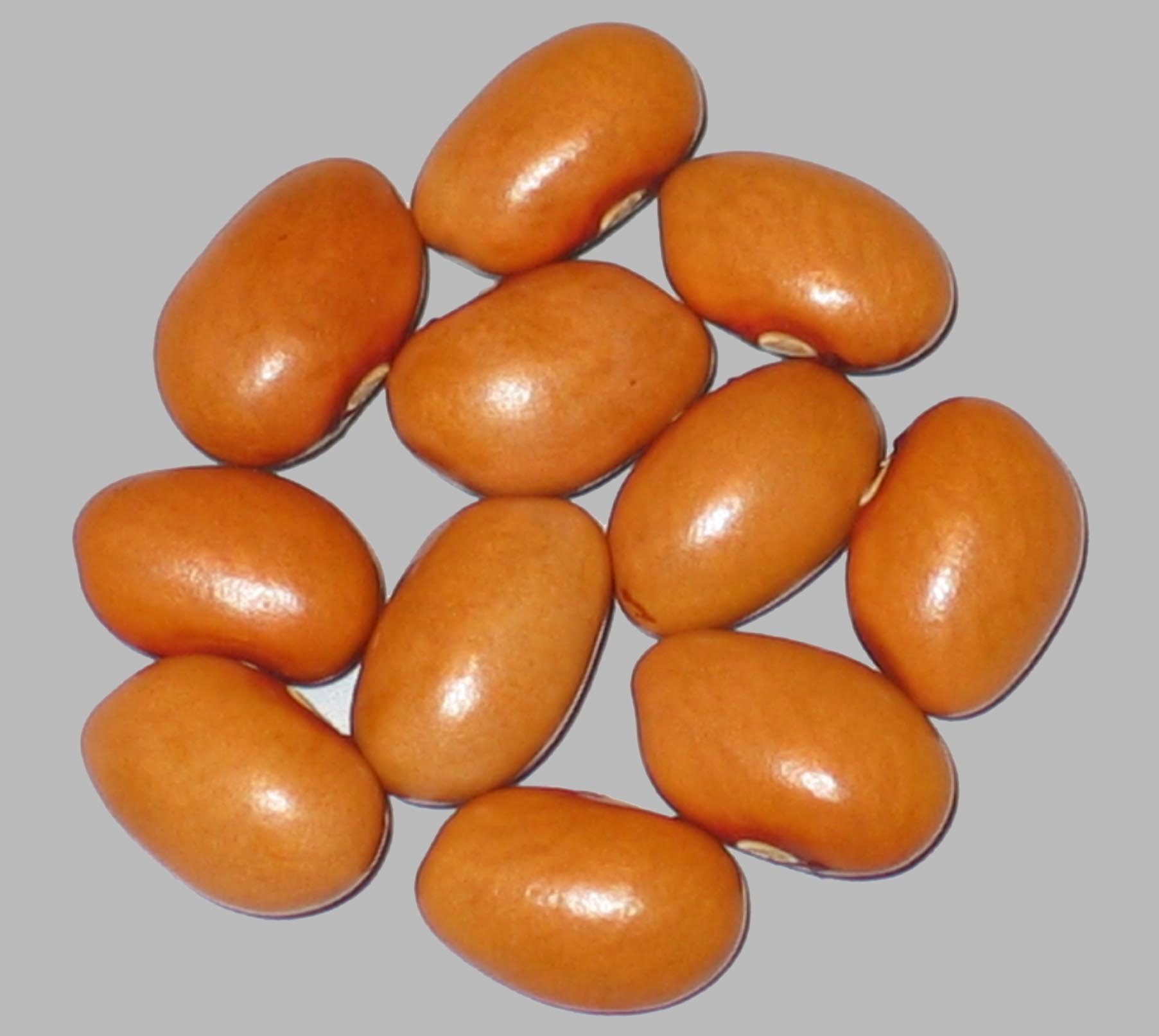 image of Norcino beans