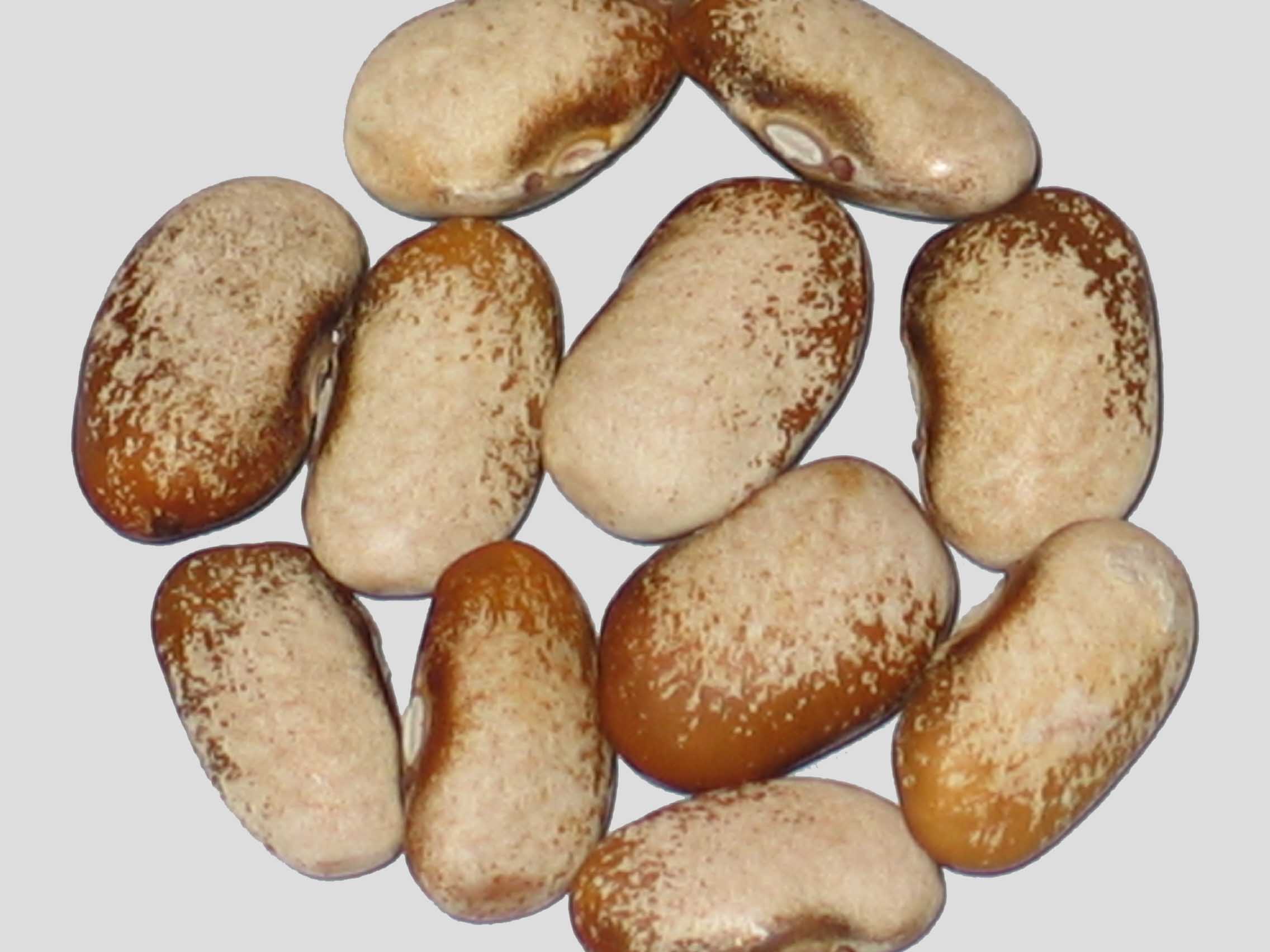 image of Nova Star Segregation beans