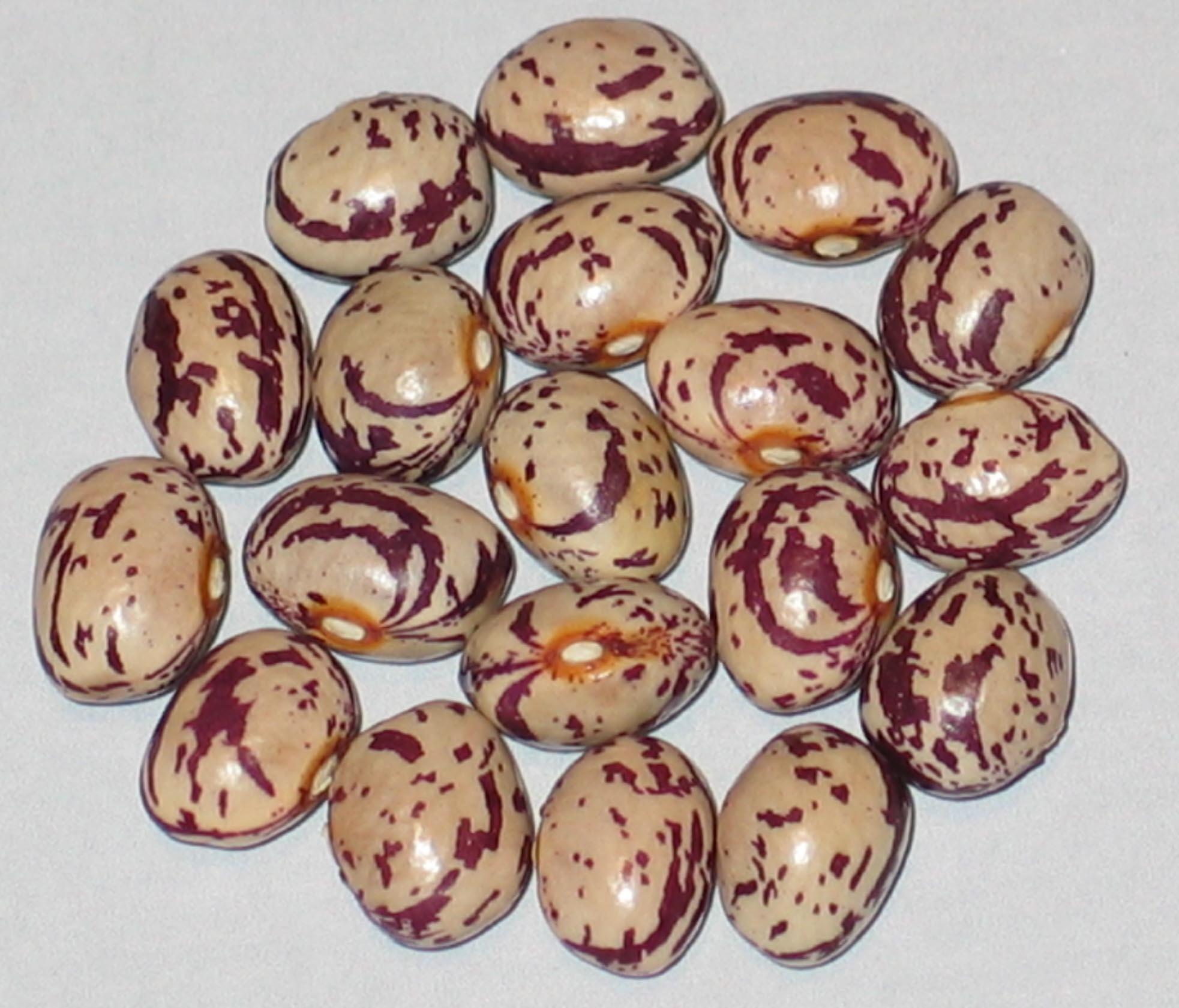 image of O'Driscoll beans