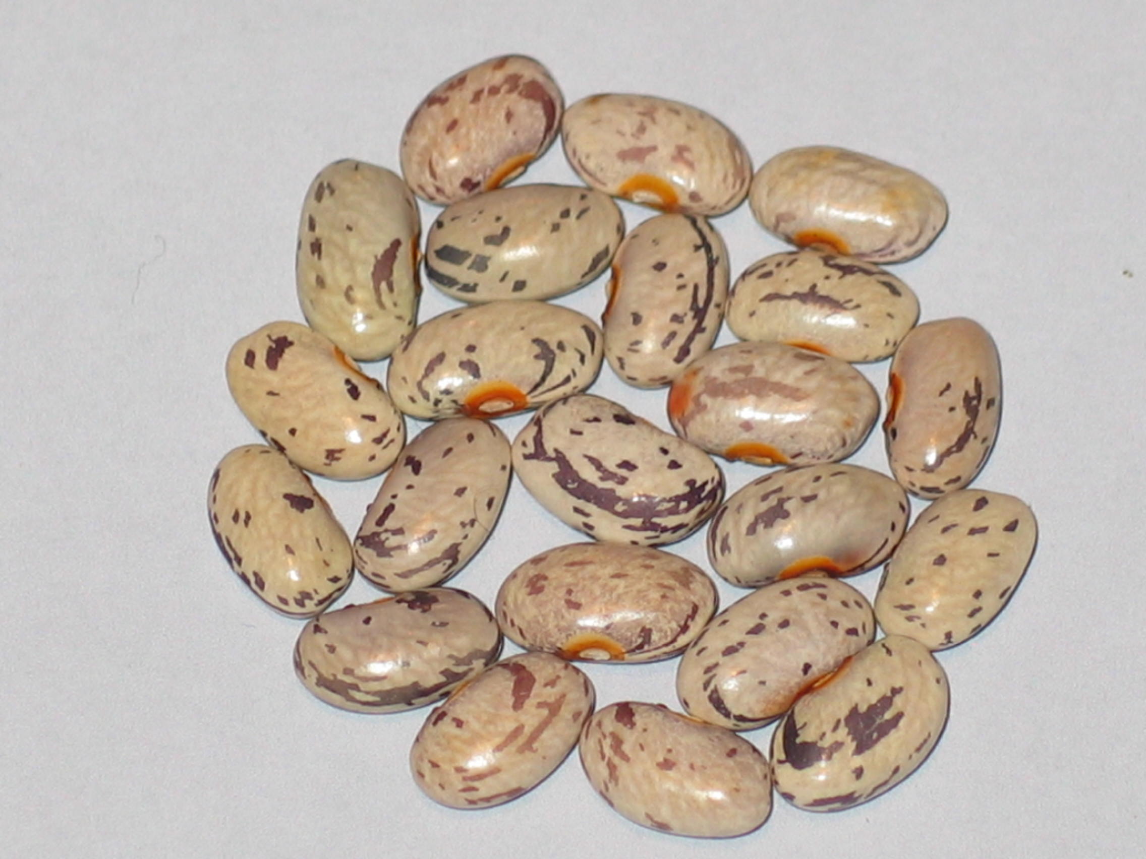 image of Oak Grove beans