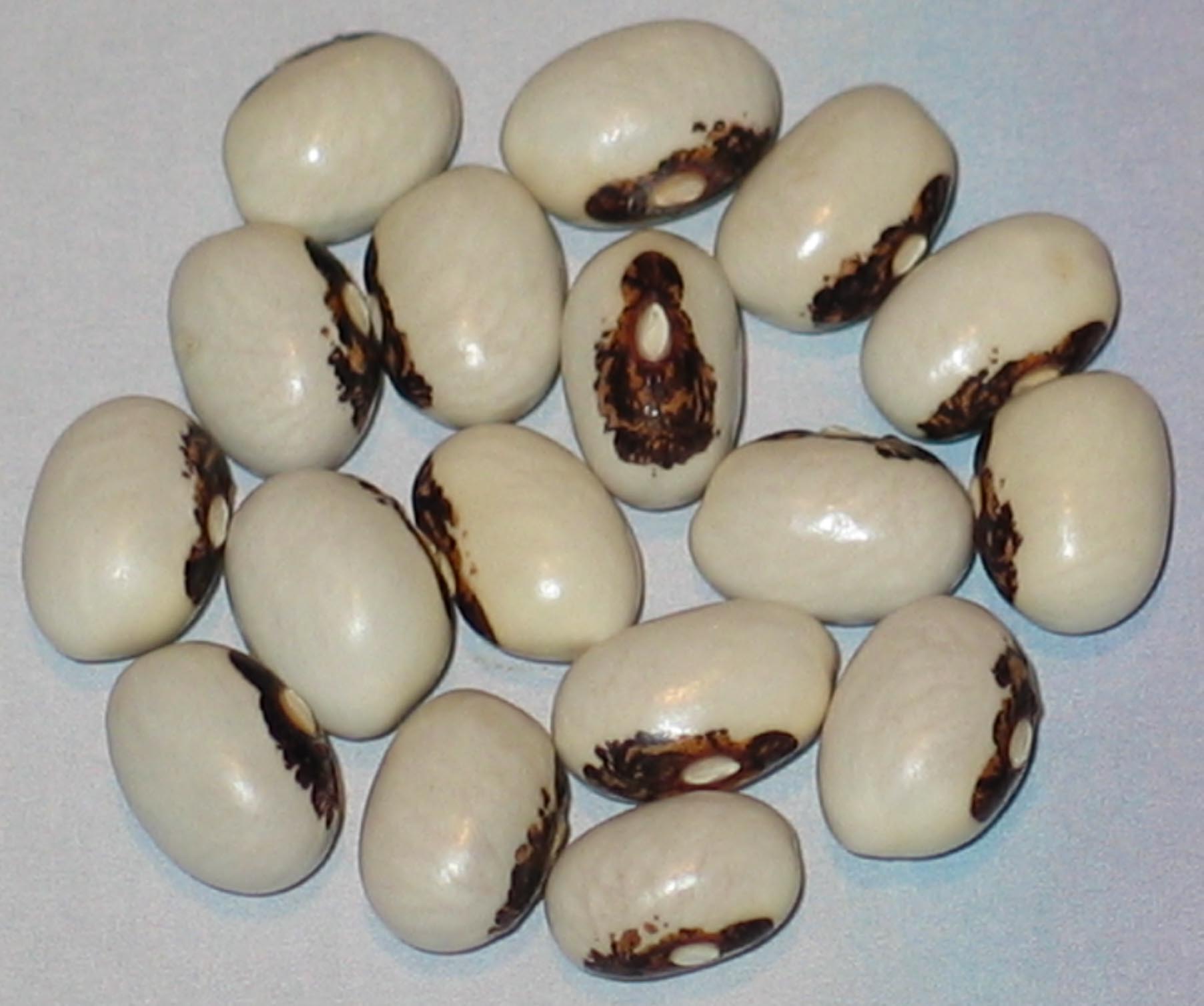 image of Ocio Dela Madonna beans