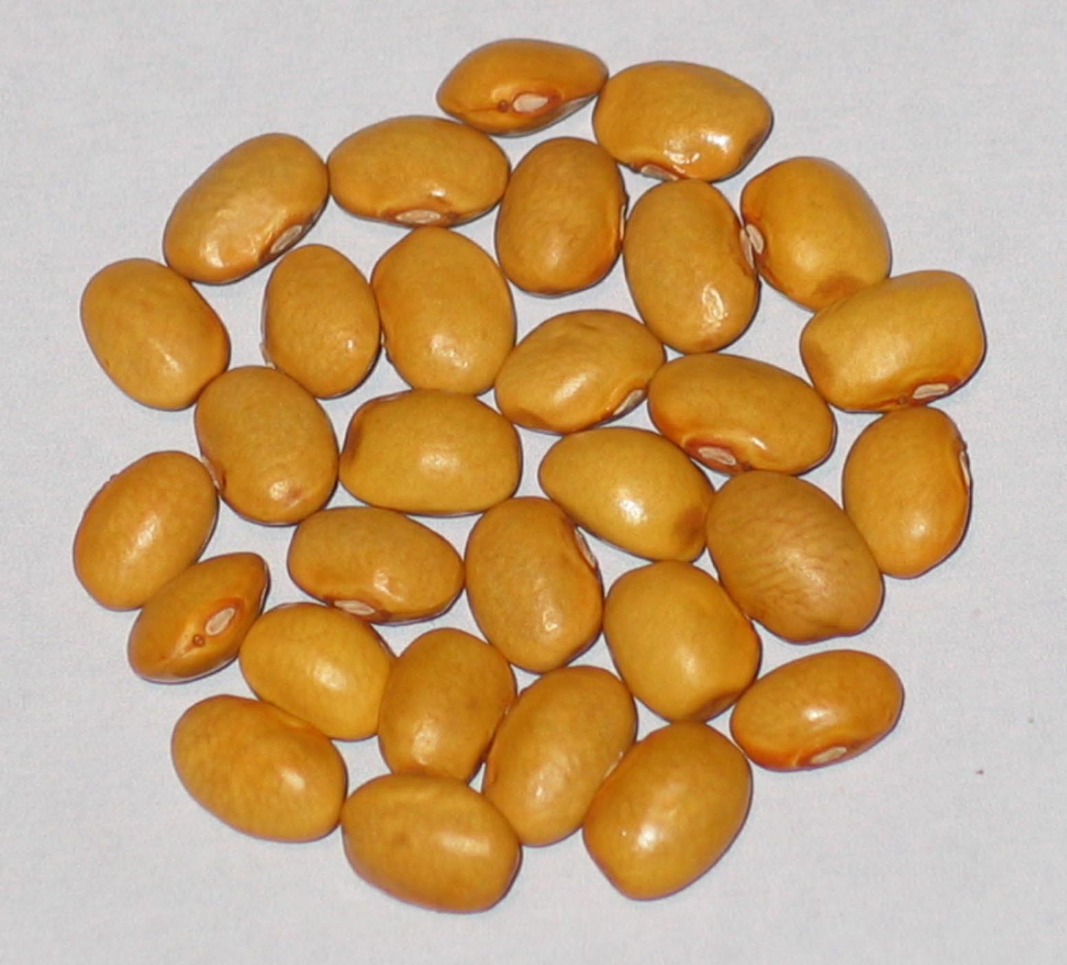 image of Old Time Golden Stick beans