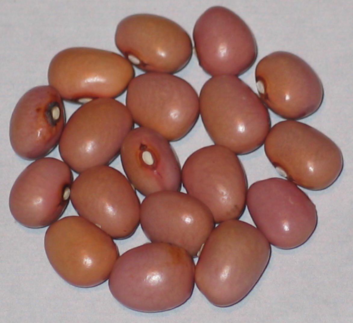 image of Olgas Yugoslavian beans