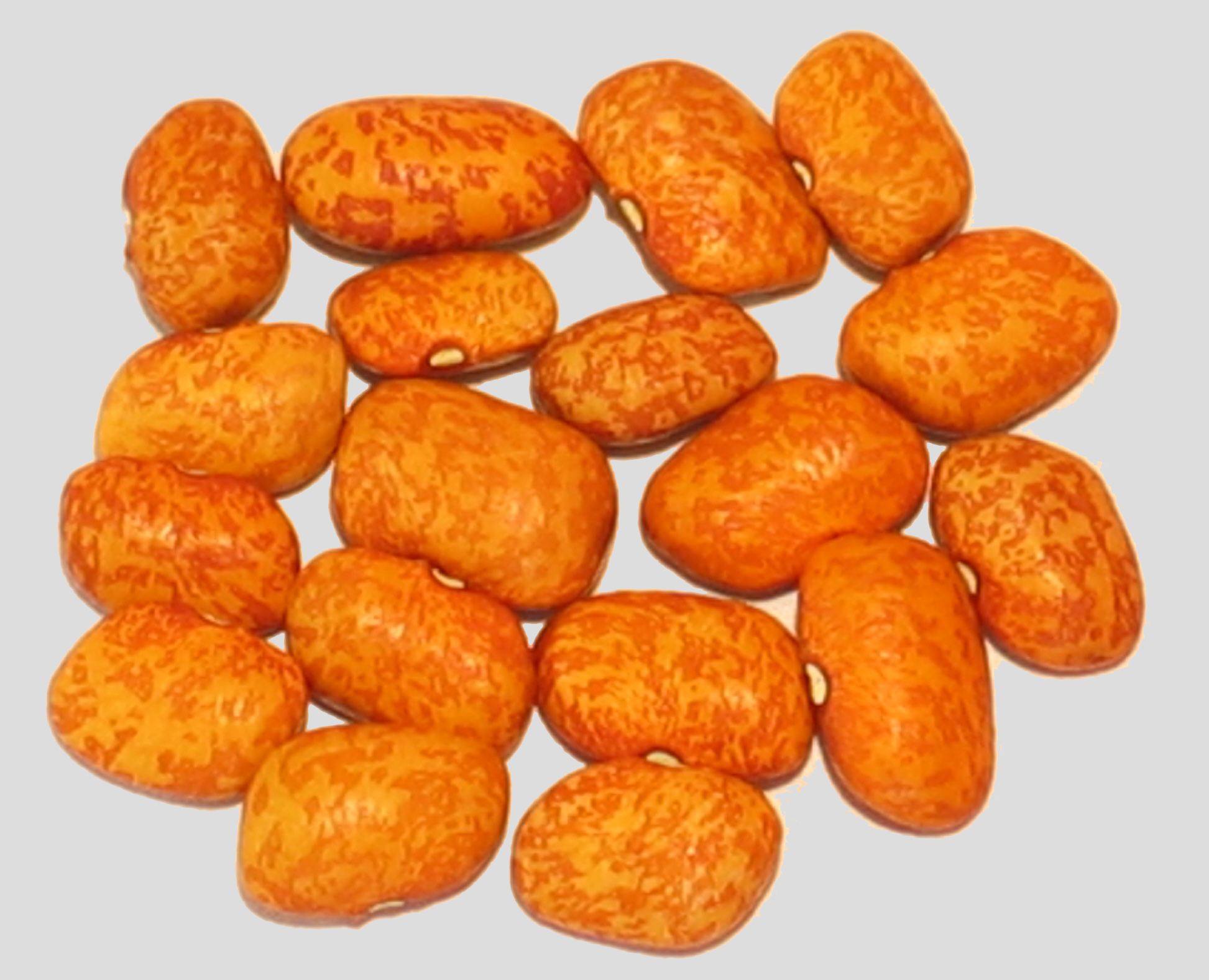 image of Orange Speckled Tepary beans