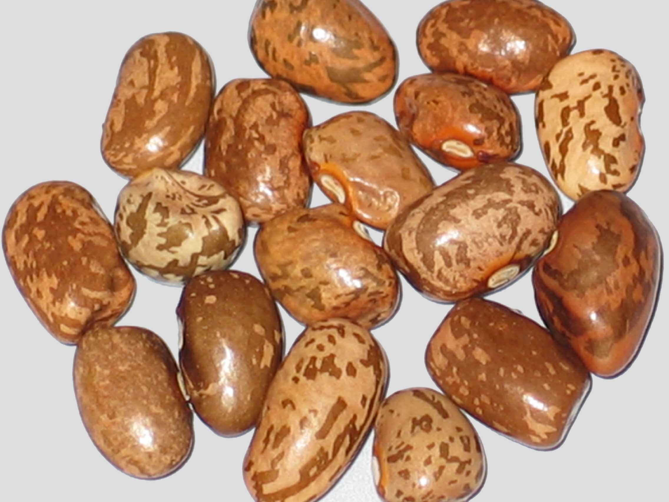 image of Oras Speckled beans