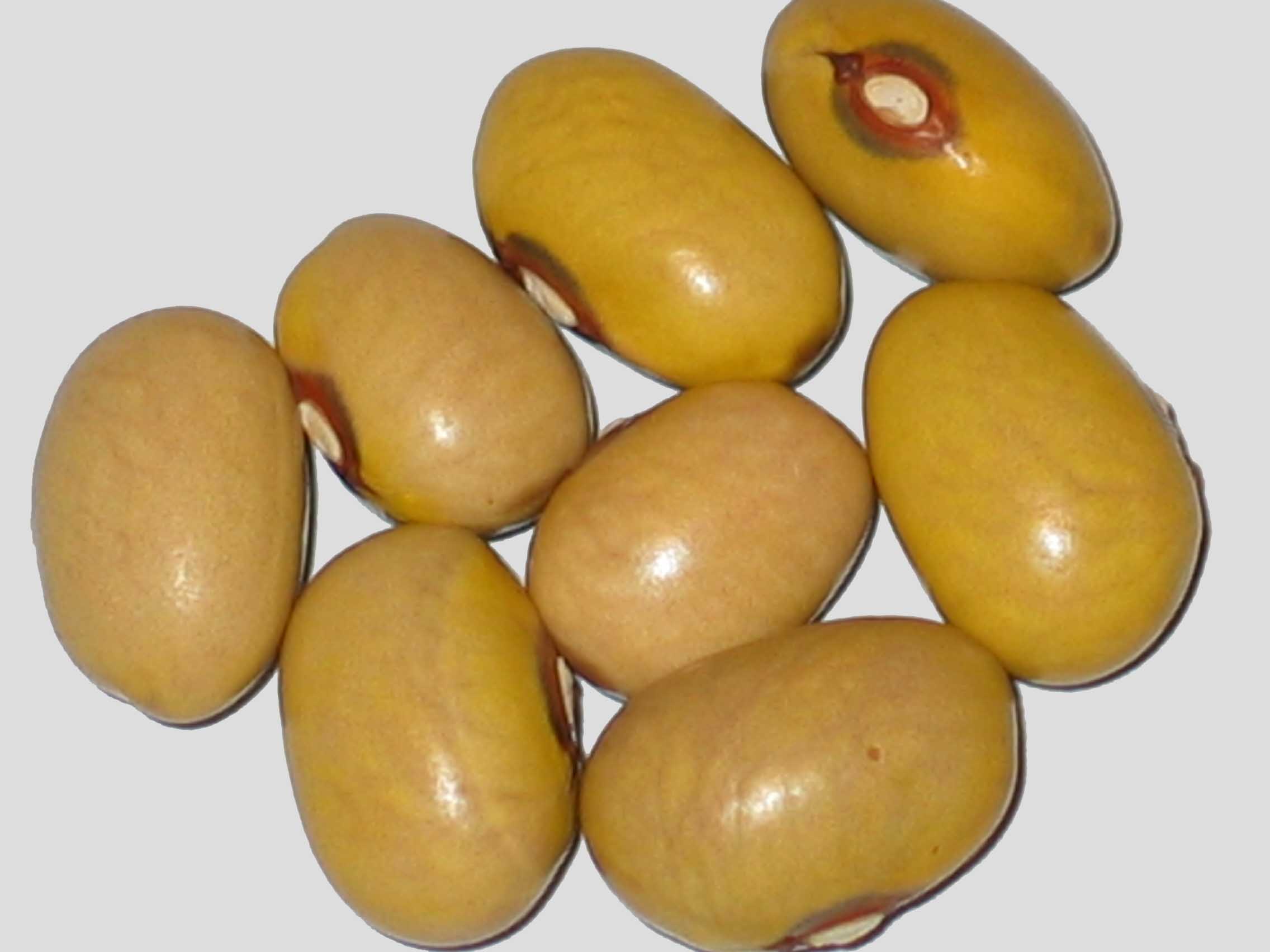 image of Oude Sloveense Boterboon beans