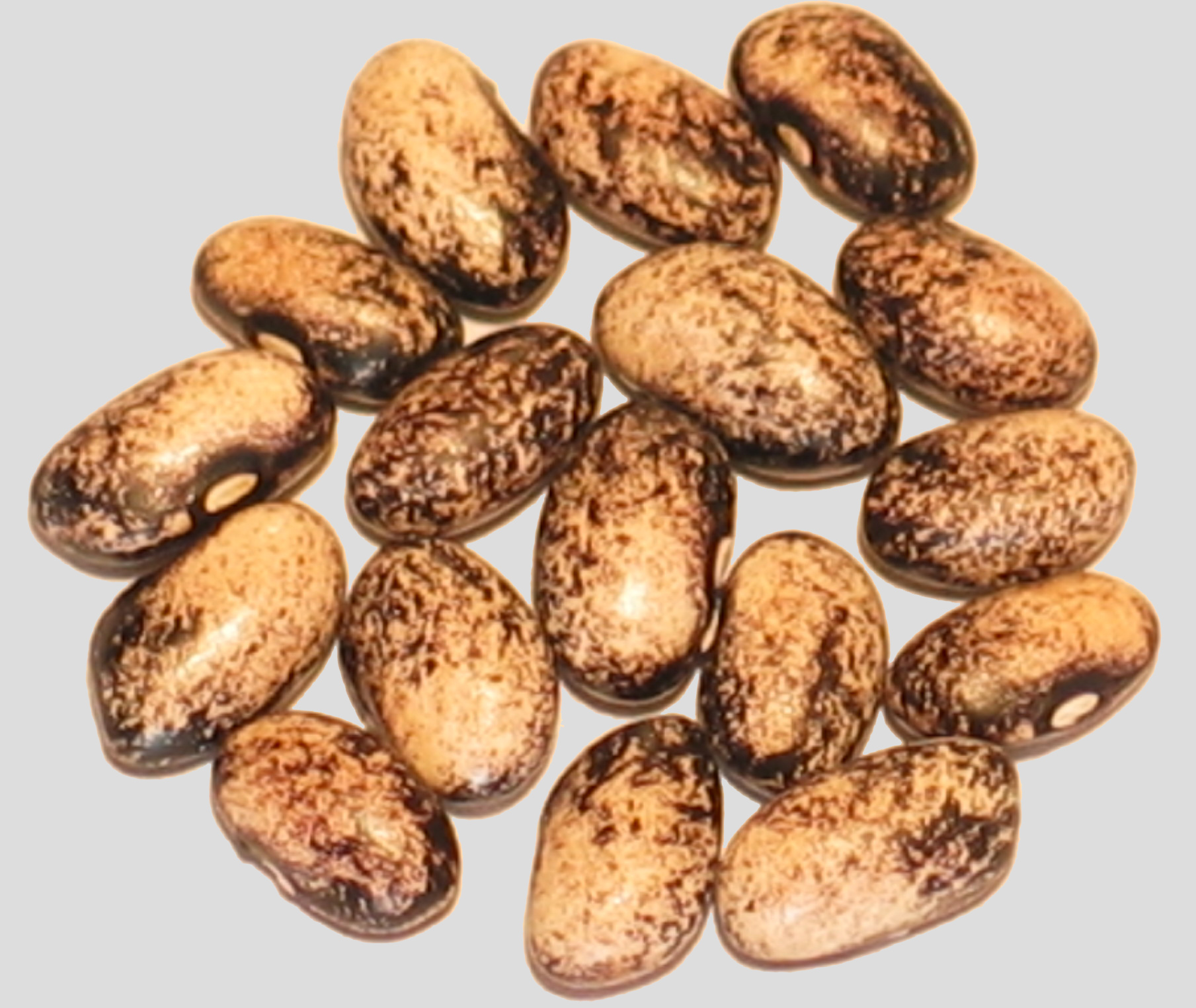 image of Passage To India beans