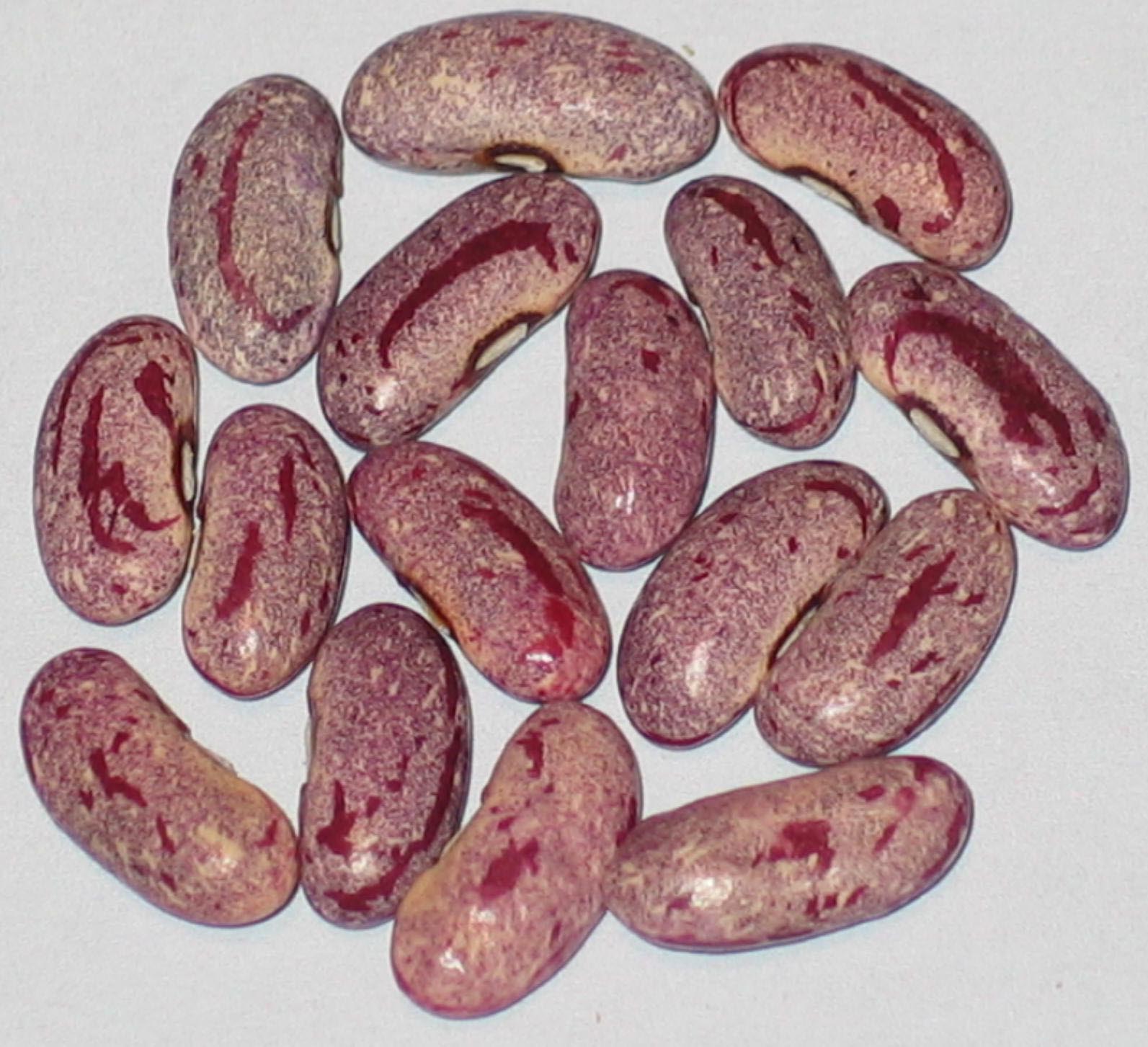 image of Pecatonica beans
