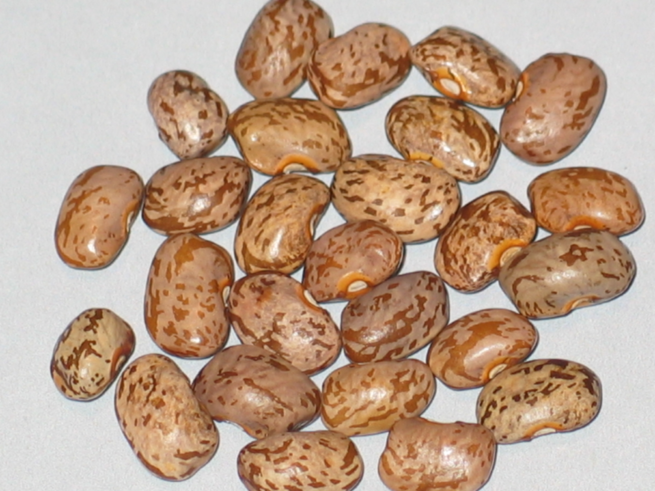 image of Peck To The Hill beans