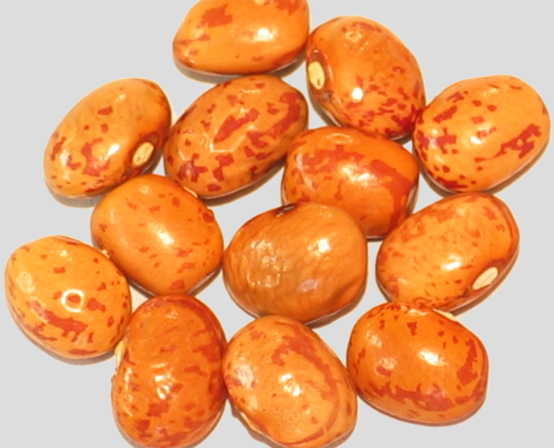 image of Petaluma Gold Rush beans