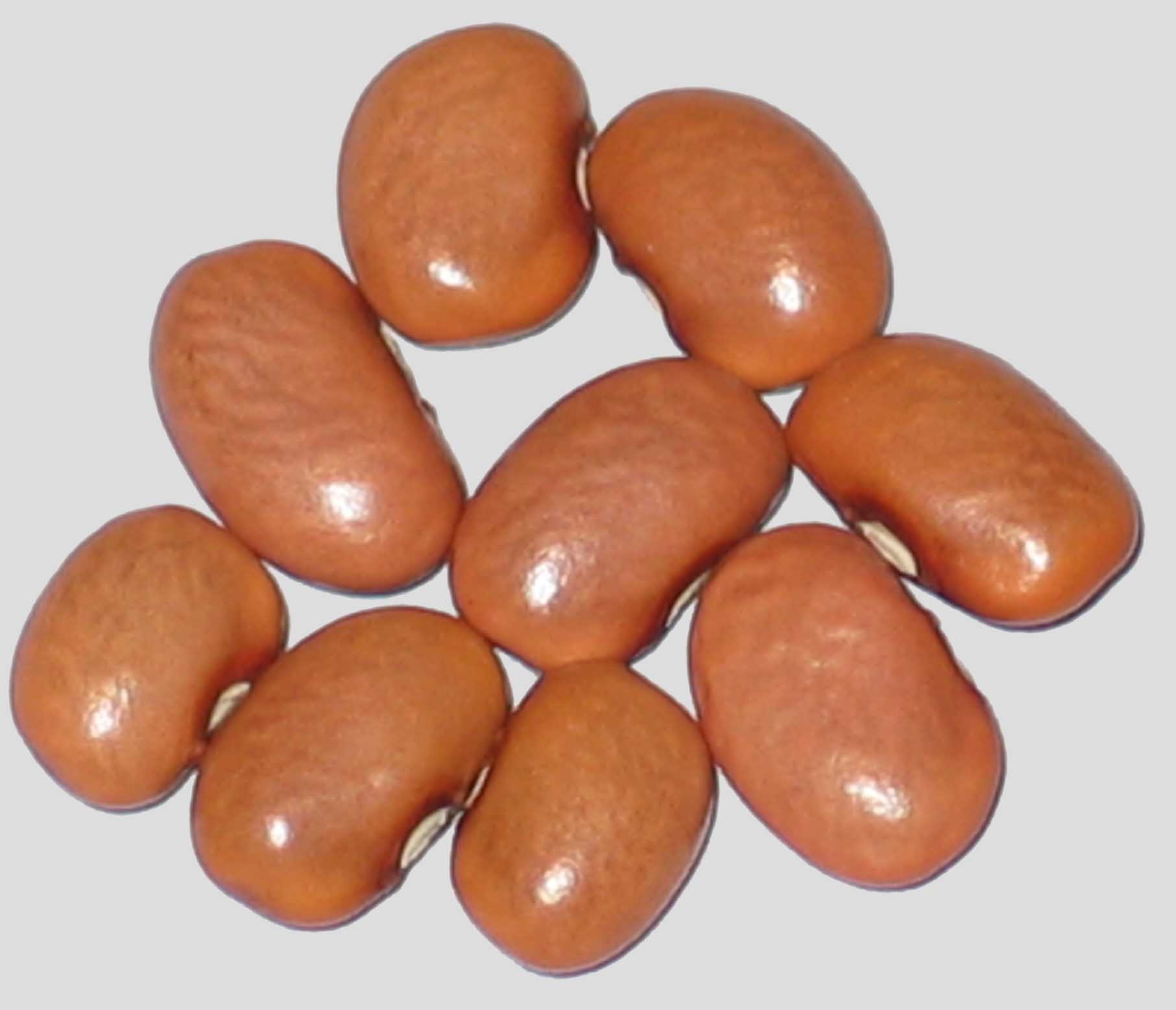 image of Pink Early beans