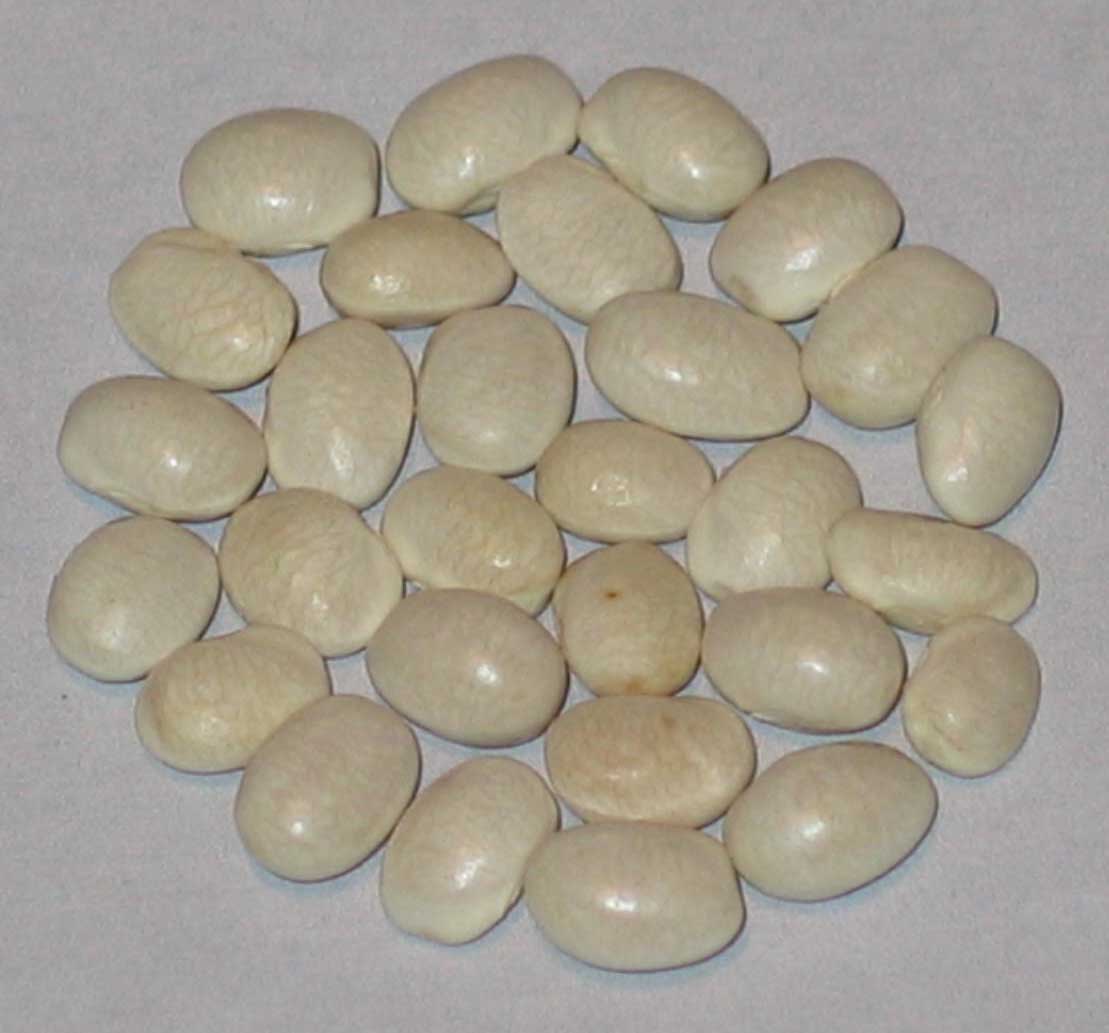 image of Pinktip Greasy beans