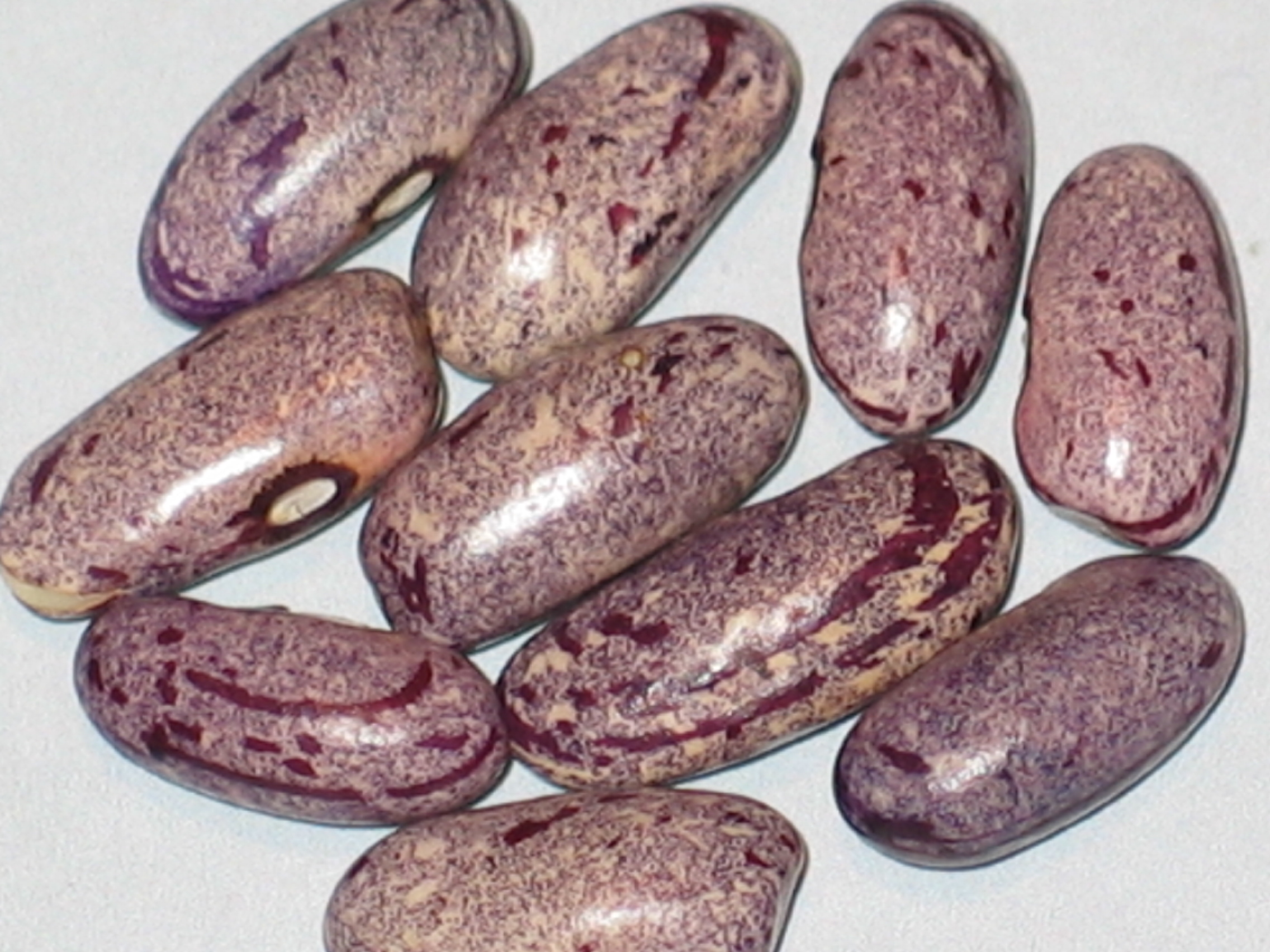 image of Pixie beans