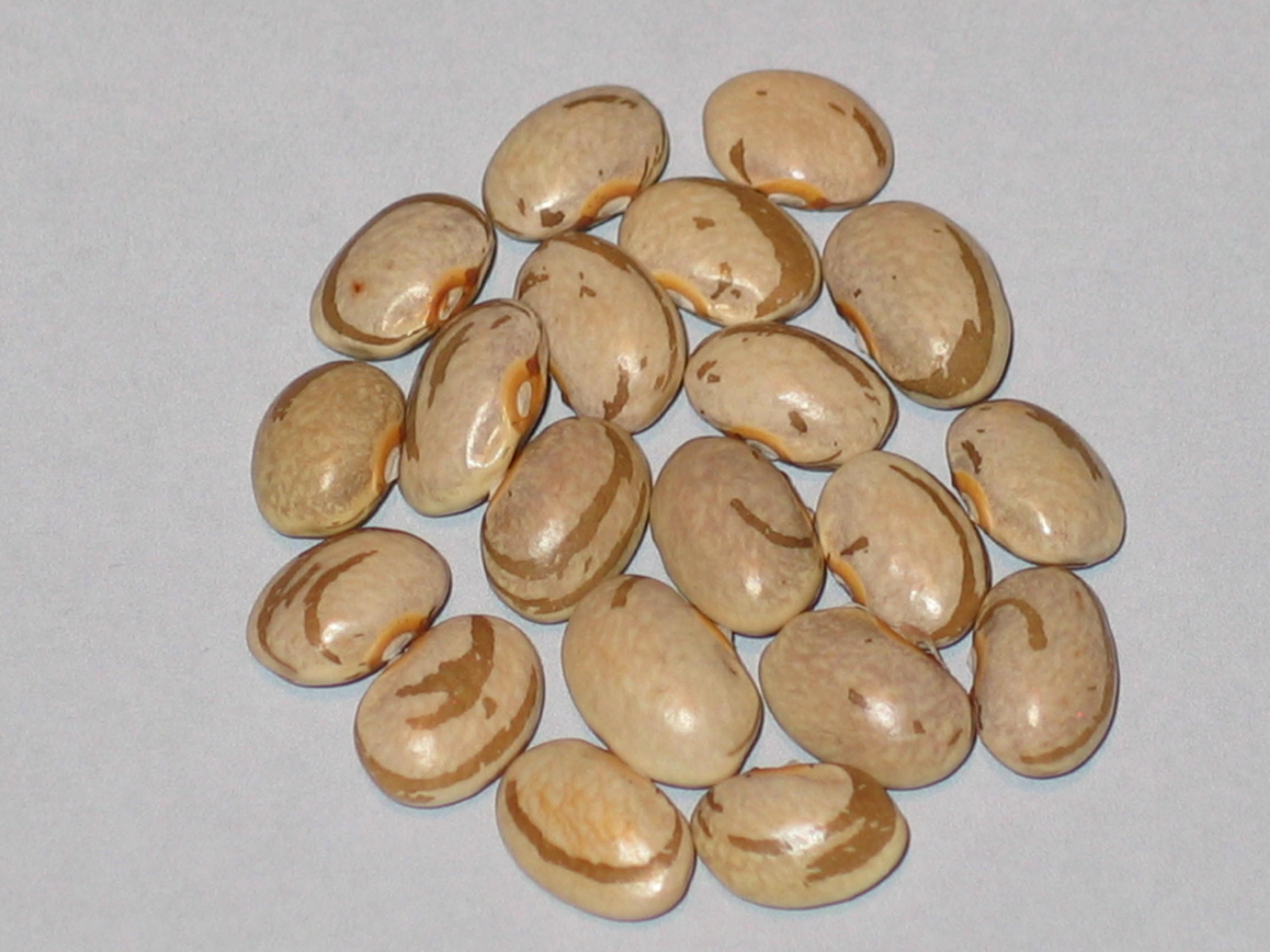 image of Prairie Grove beans
