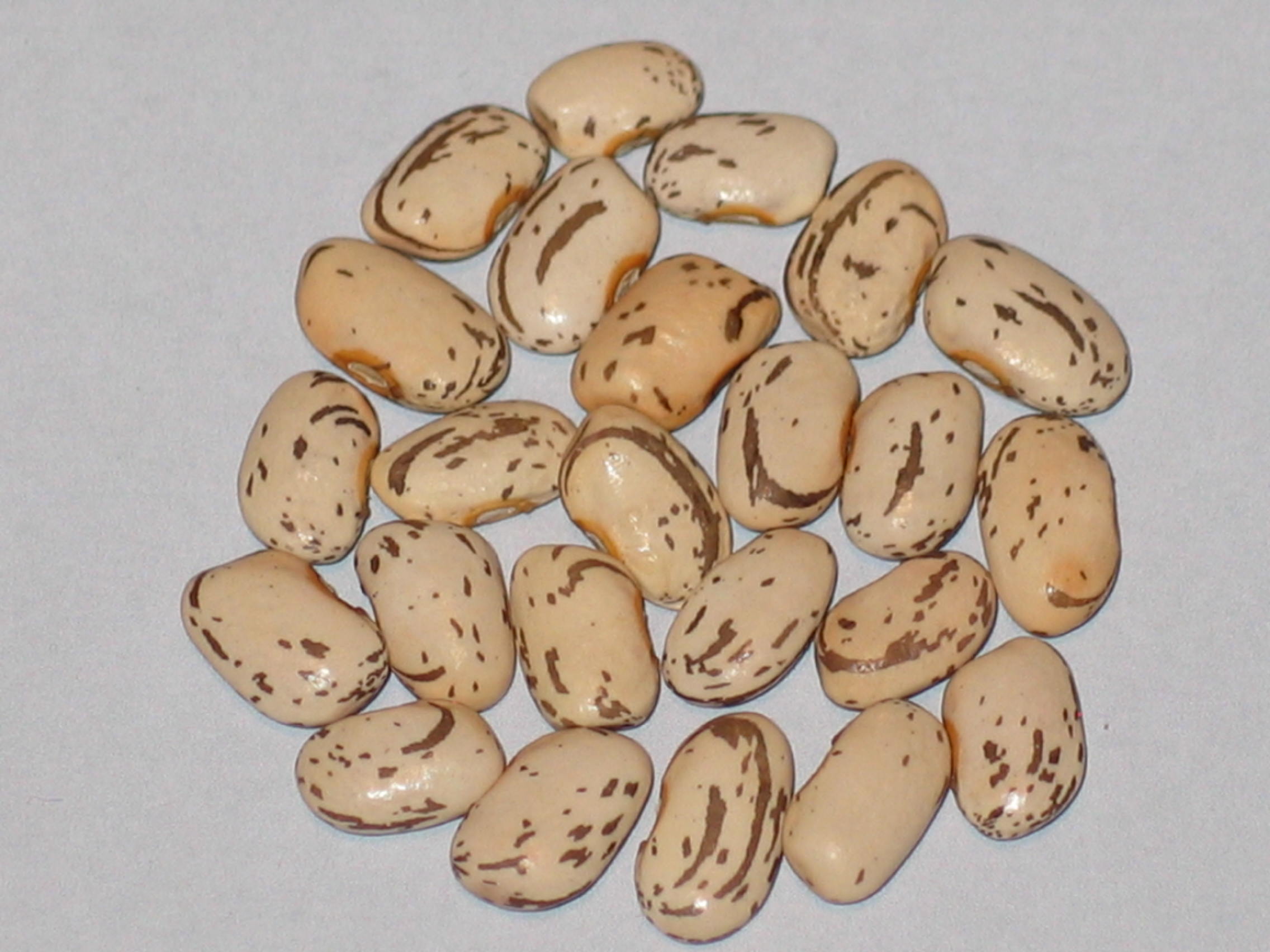 image of Prairie Pinto beans
