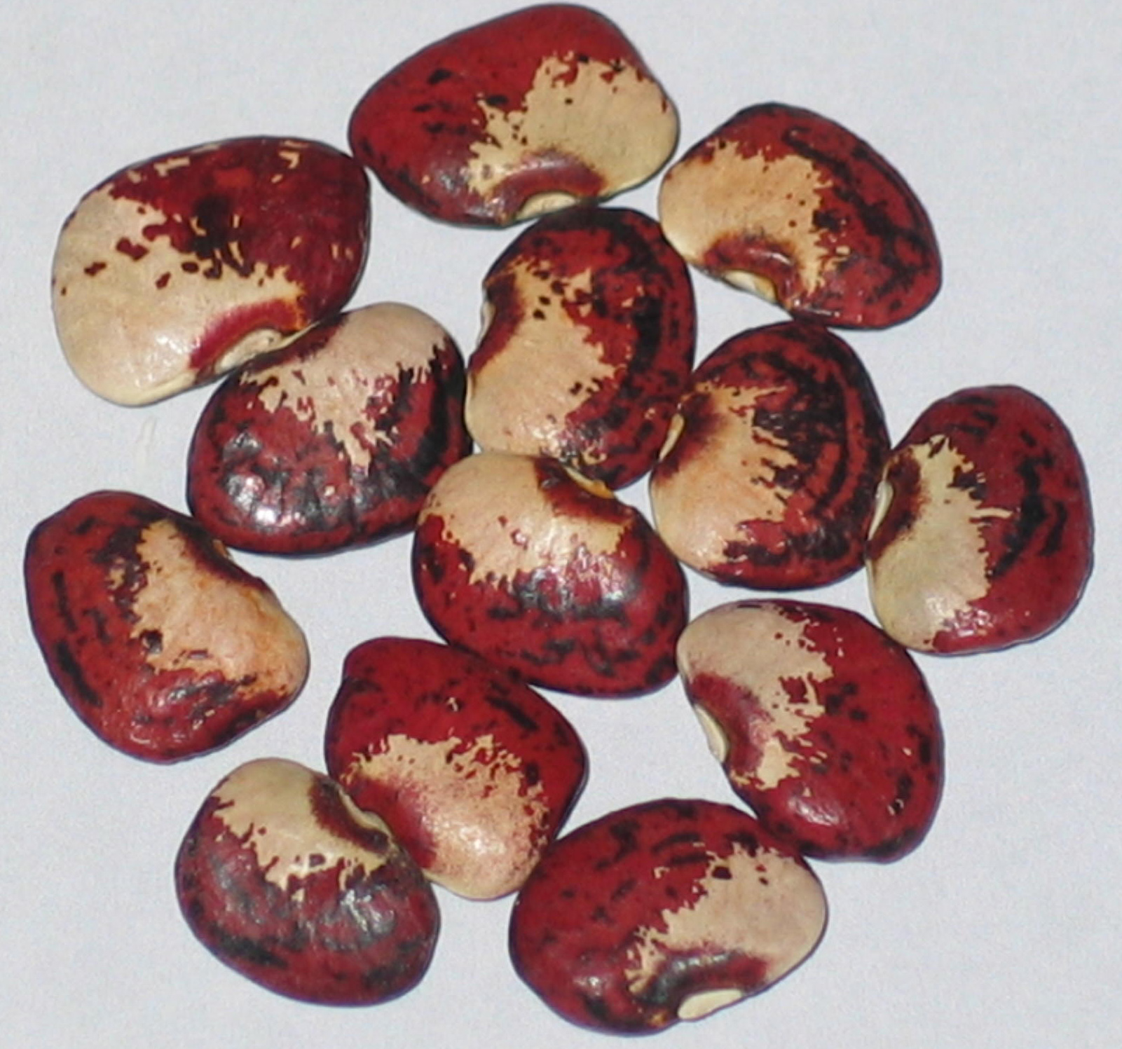 image of Pressley beans