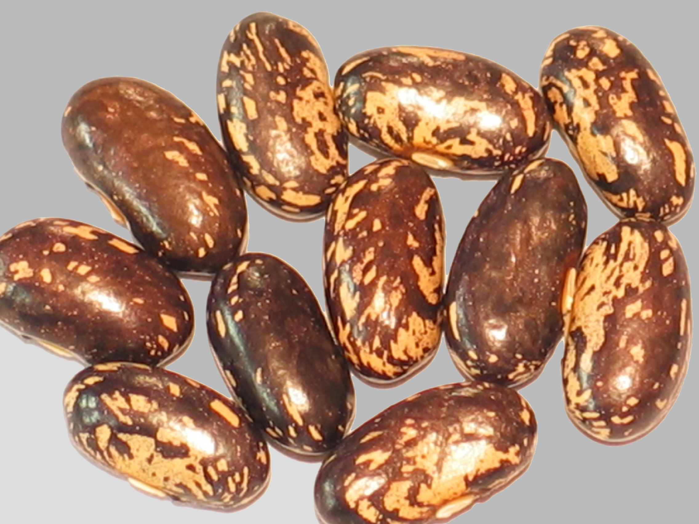 image of Preston's Old Family Heirloom beans