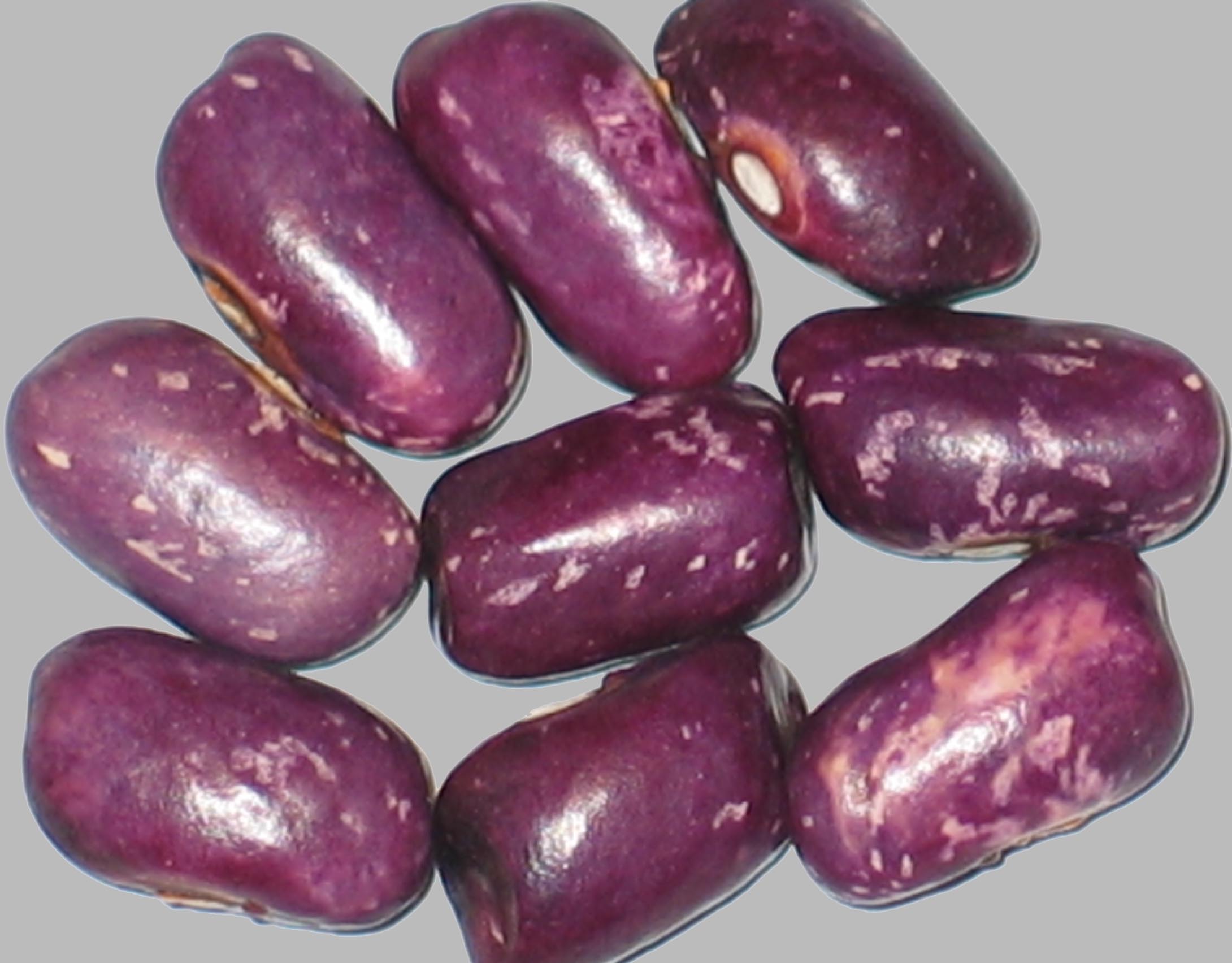 image of Prince Purple beans