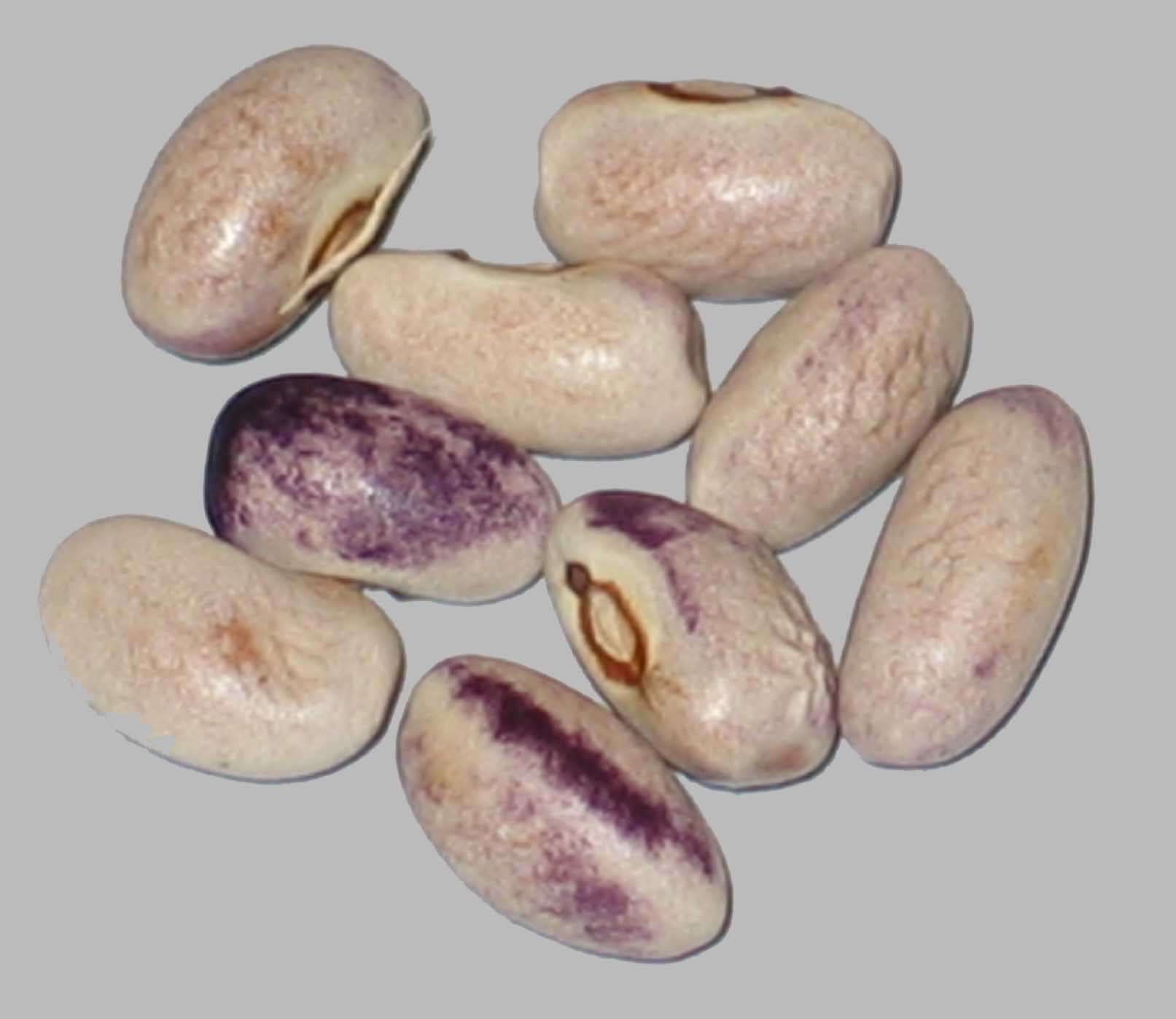 image of Purple Diamond beans
