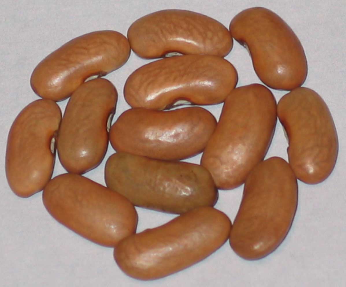 image of Purple Pod Pole beans