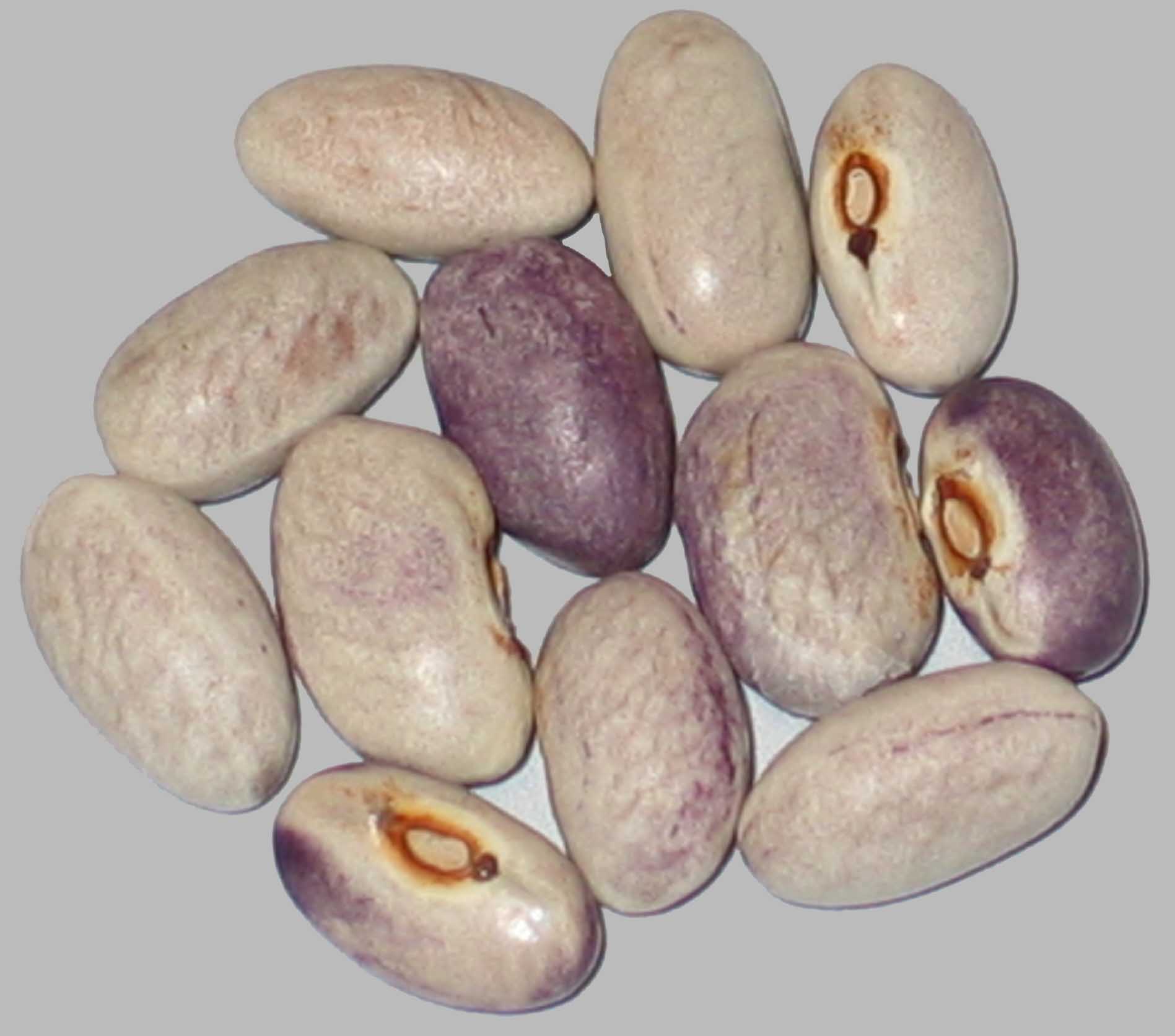 image of Purple Rain beans
