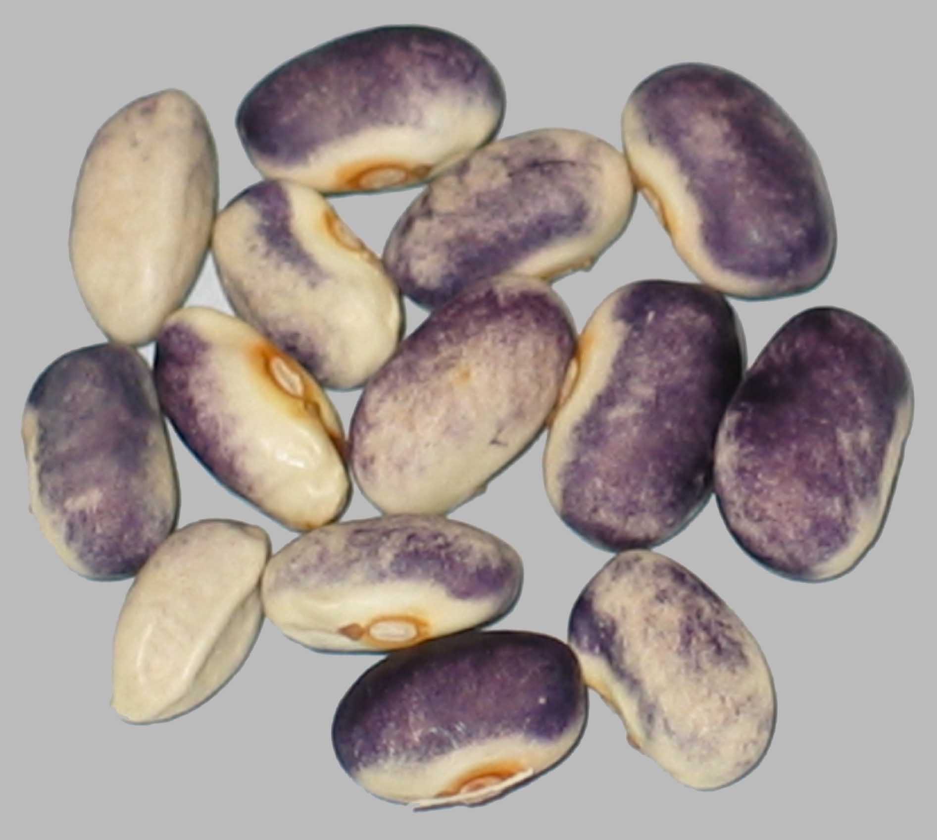 image of Purple Rose beans