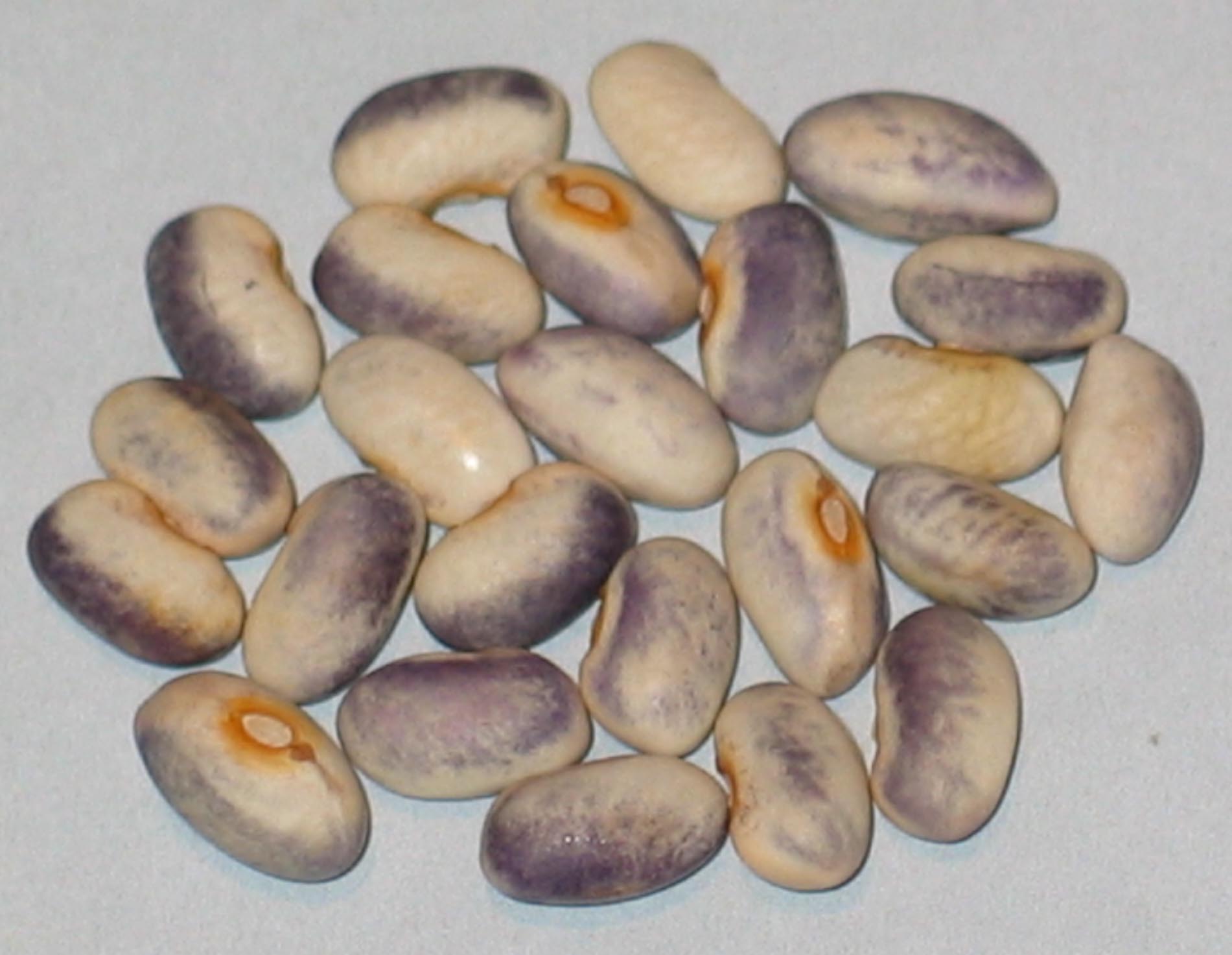 image of Purple Rose Creek beans