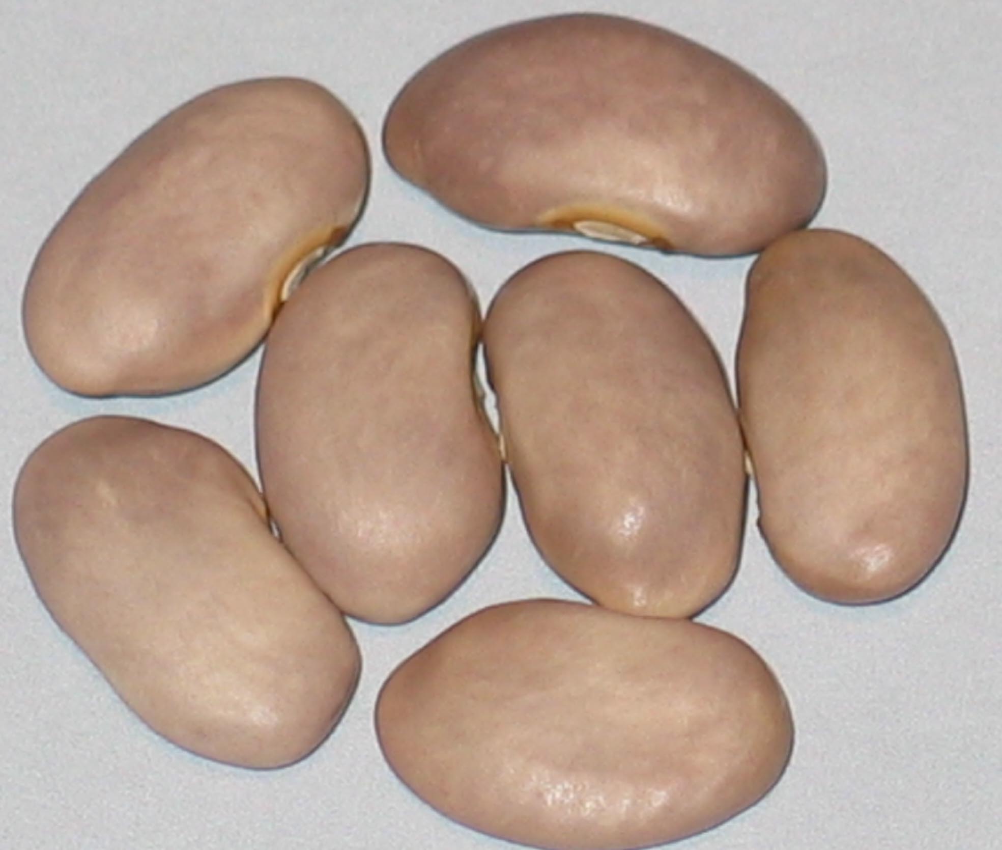 image of Purple Champion beans