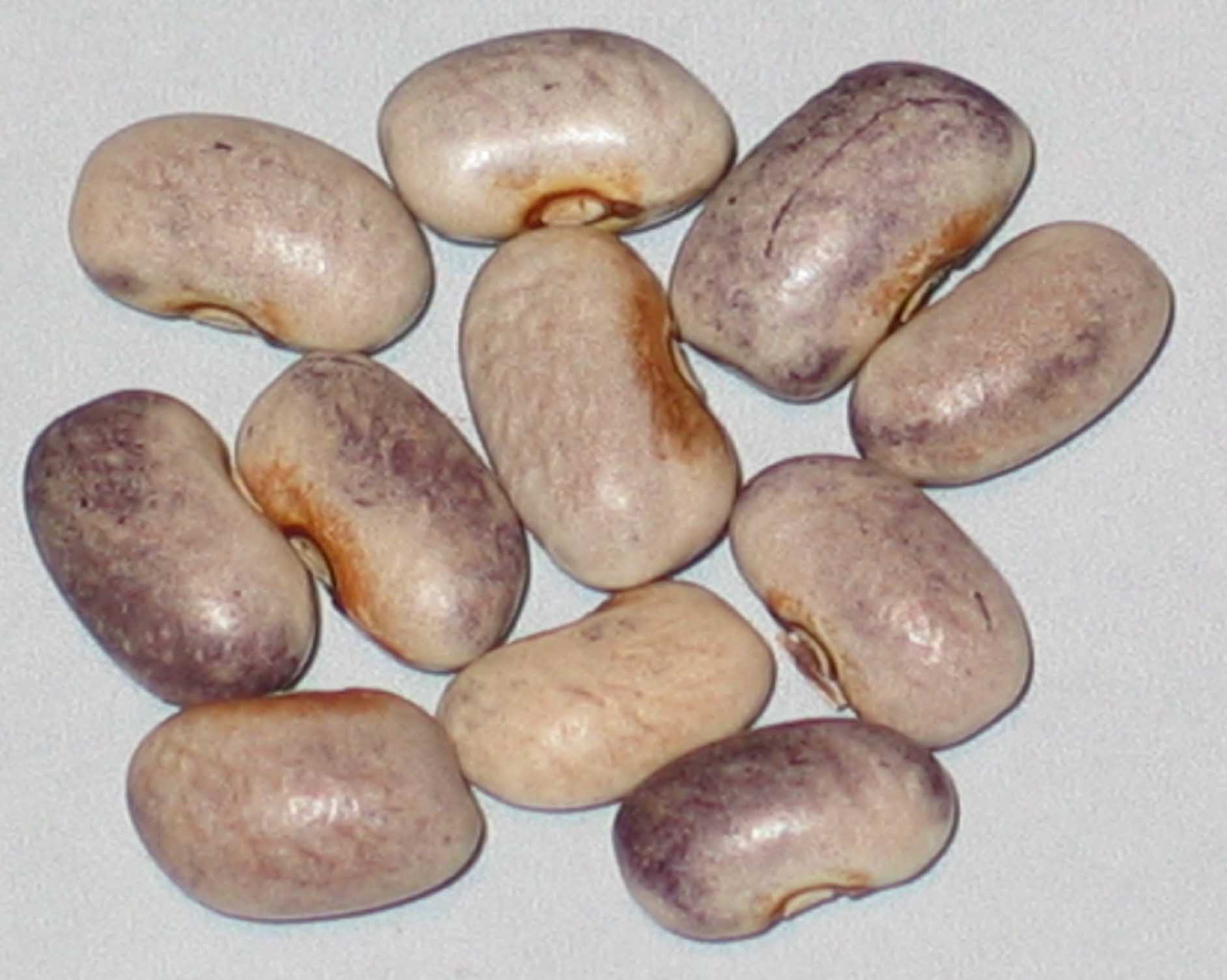 image of Verde Purple Dove beans