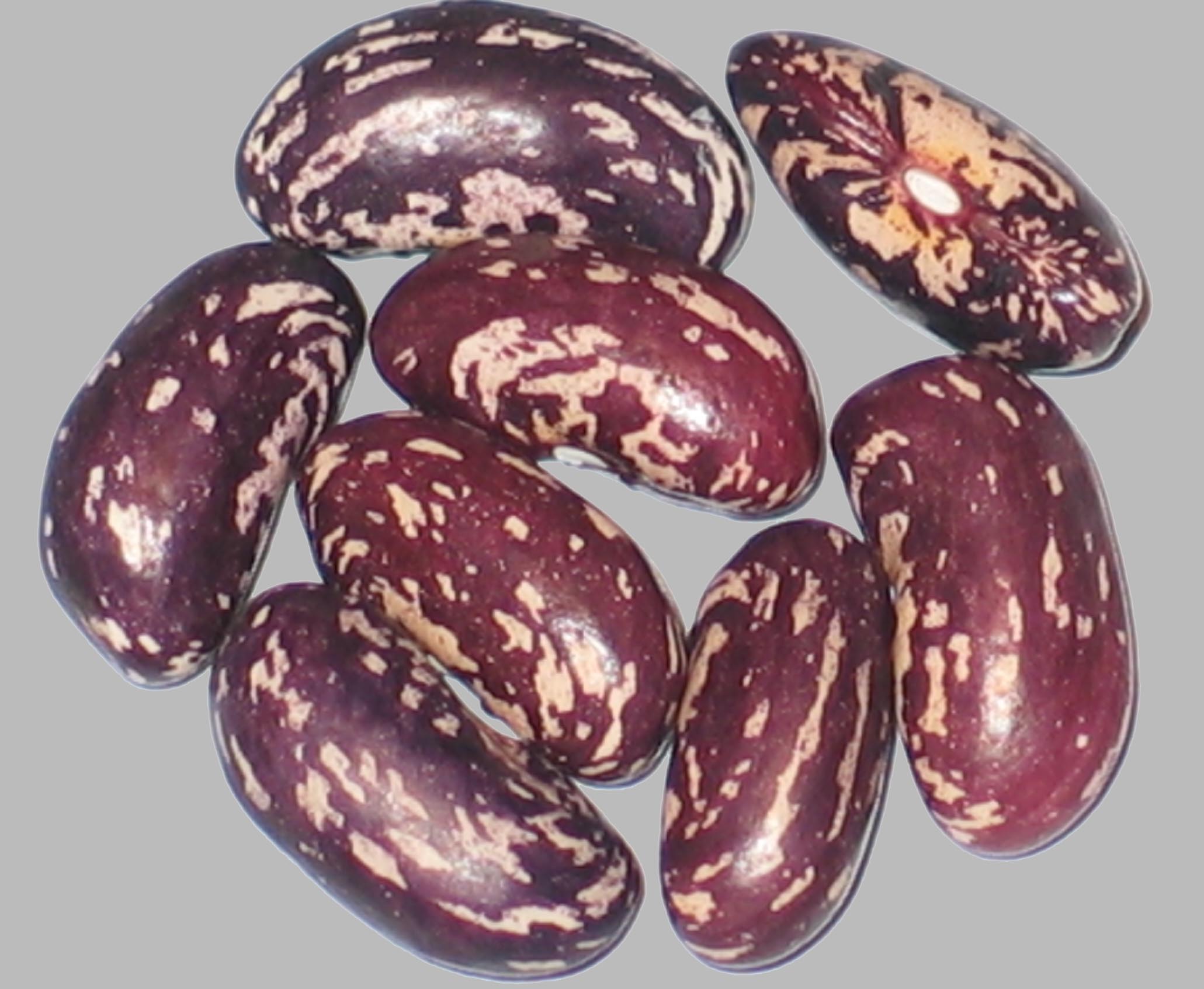 image of Railroad beans